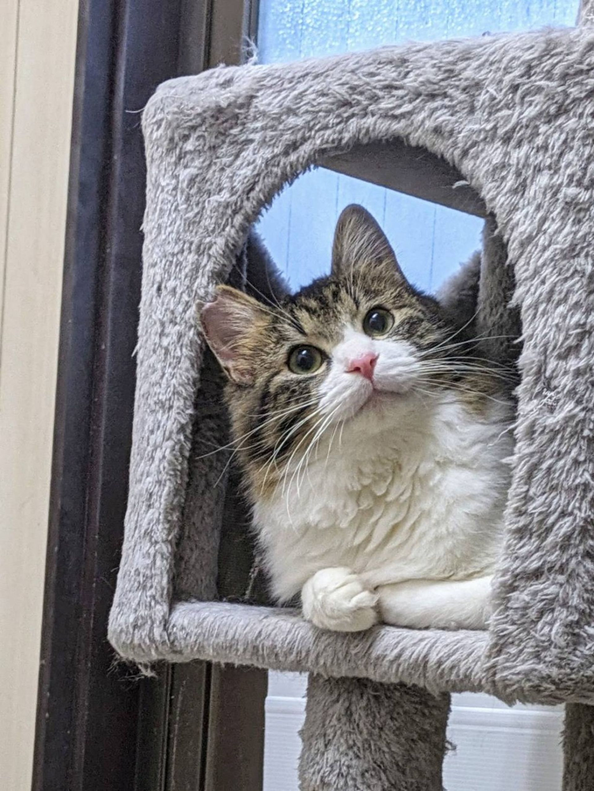 雑種（ミックス猫）・オスの里親募集の写真