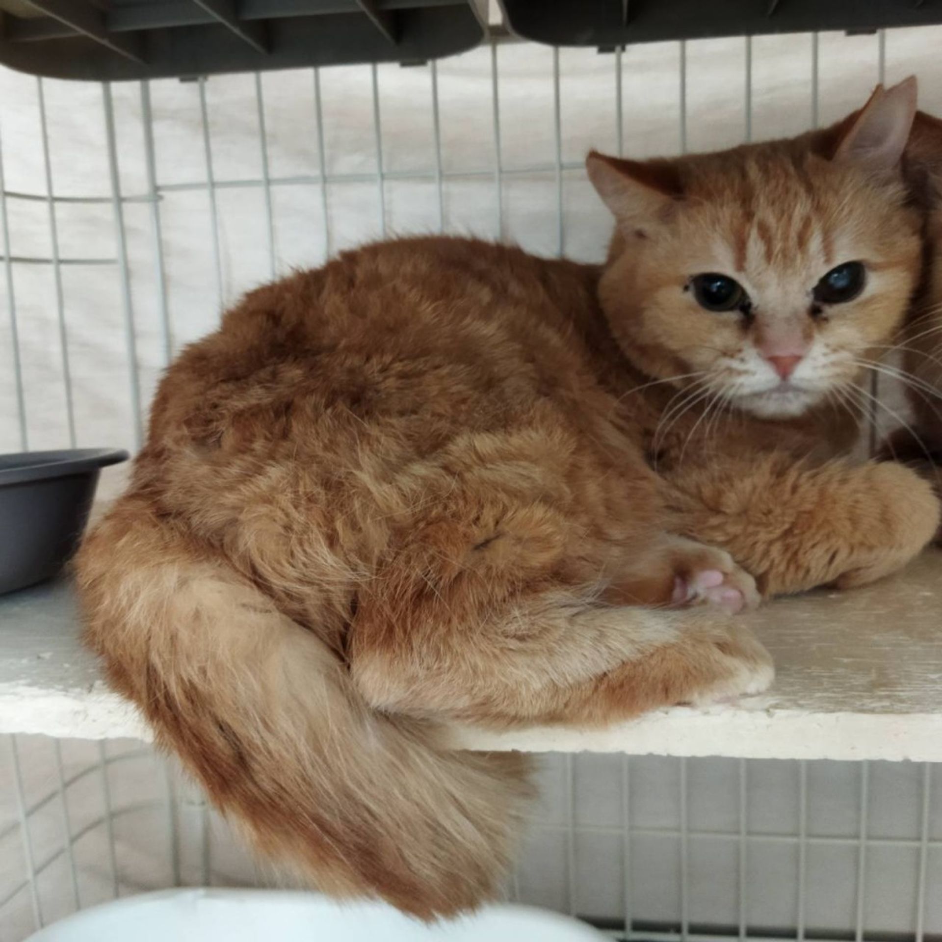 雑種（ミックス猫）・メスの里親募集の写真