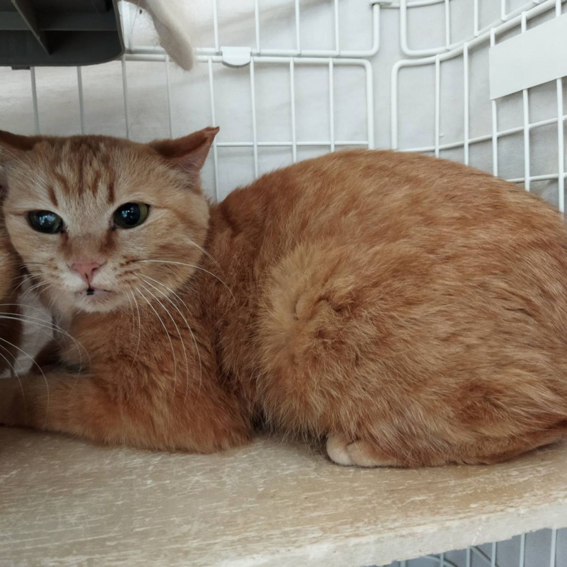 雑種（ミックス猫）・メスの里親募集の写真