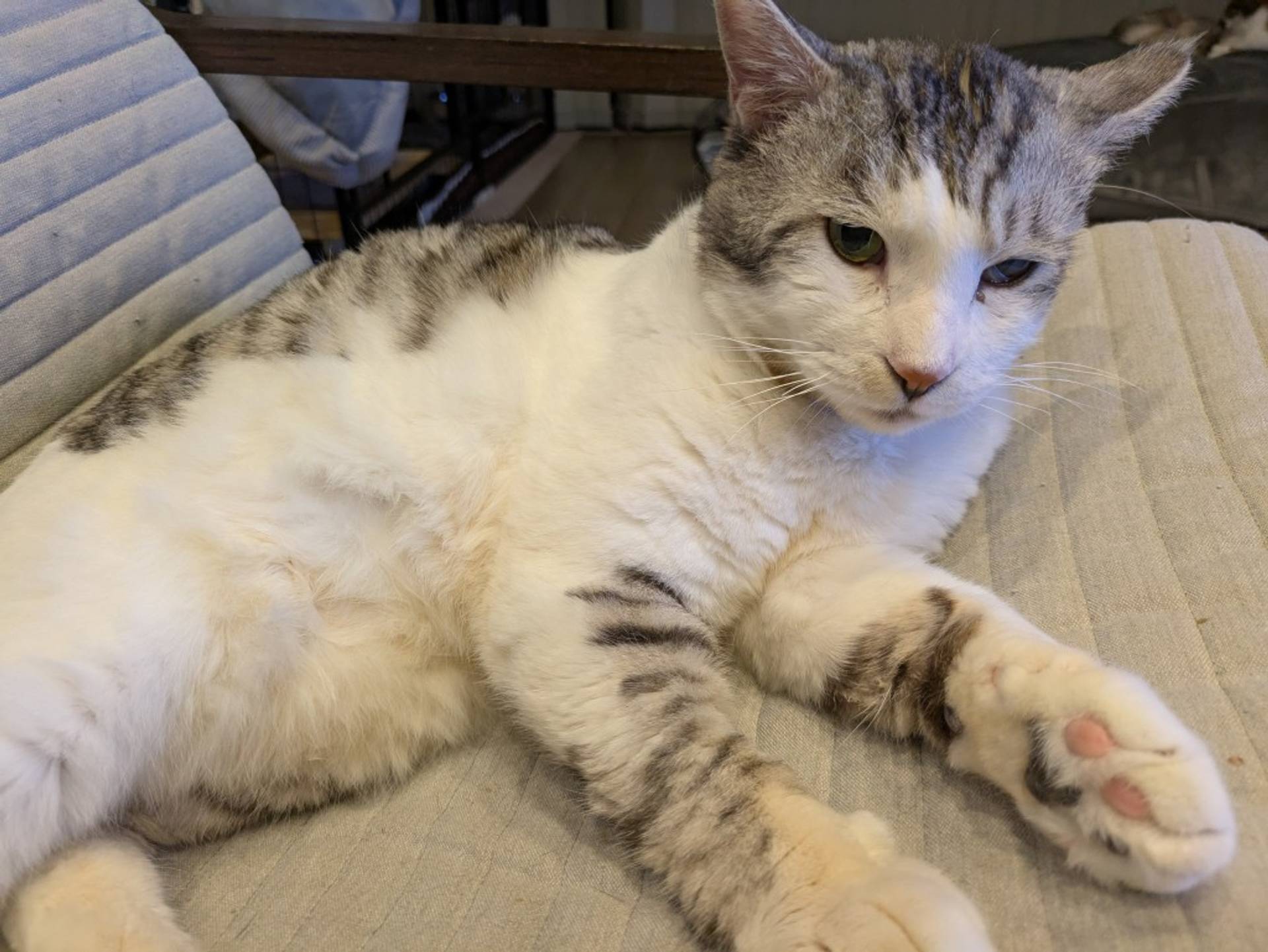 雑種（ミックス猫）・オスの里親募集の写真