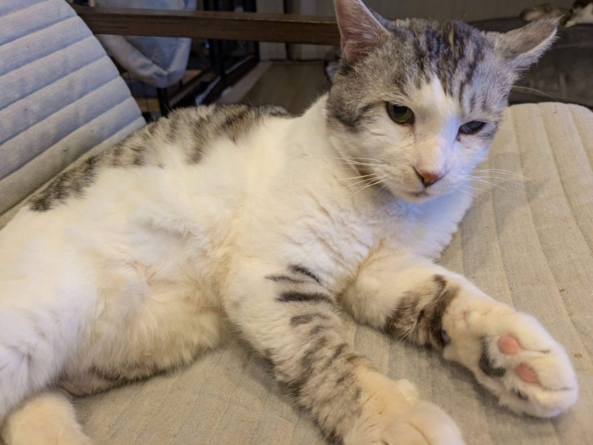 雑種（ミックス猫）・オスの里親募集の写真