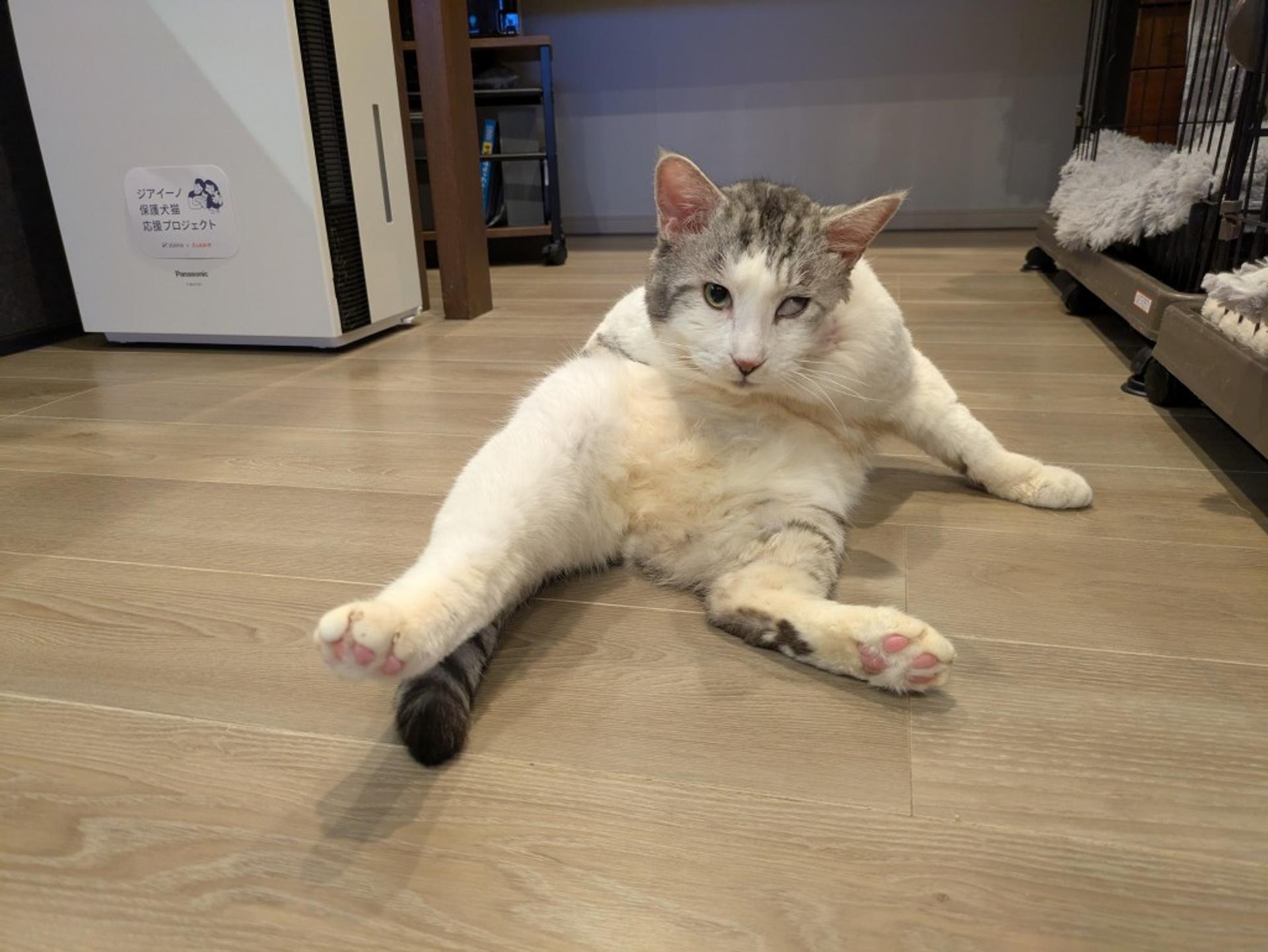 pet-image-8