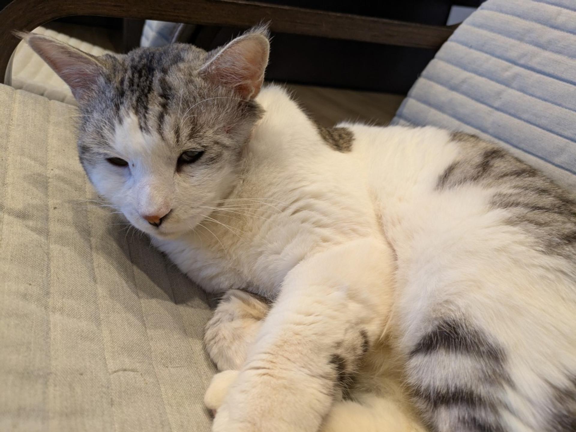 pet-image-7
