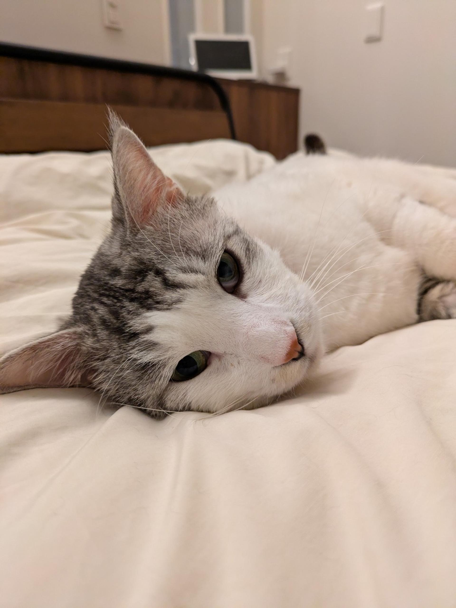 pet-image-5