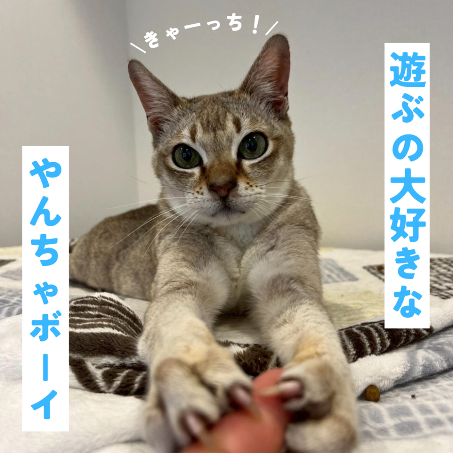 pet-image-3