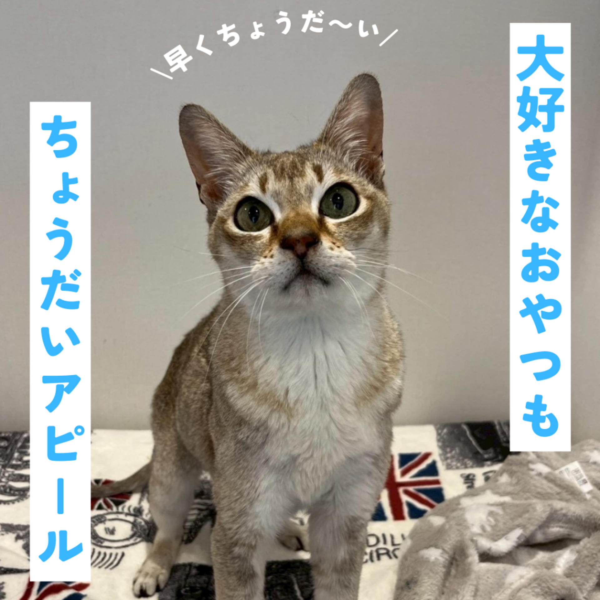 pet-image-5
