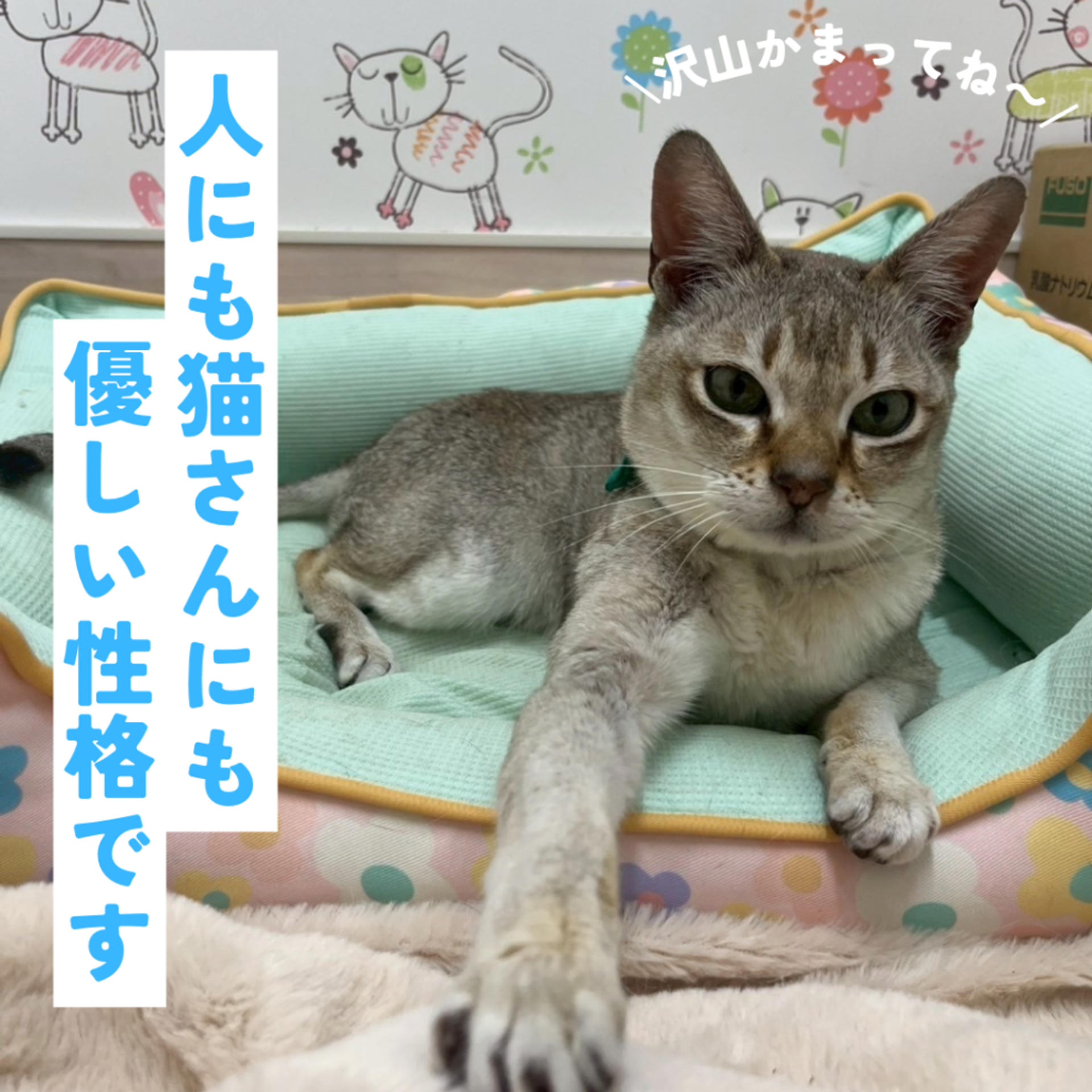 pet-image-6