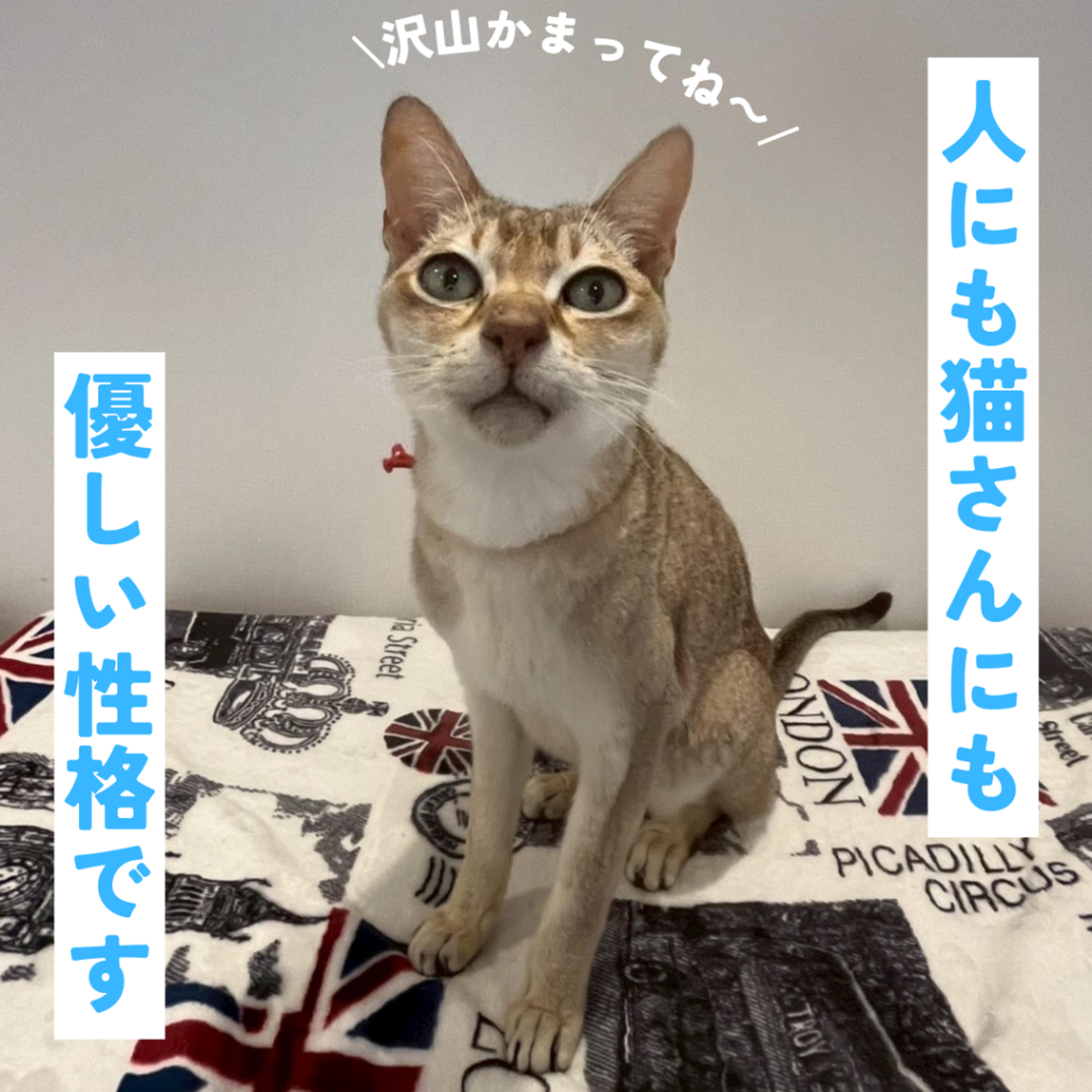 pet-image-6