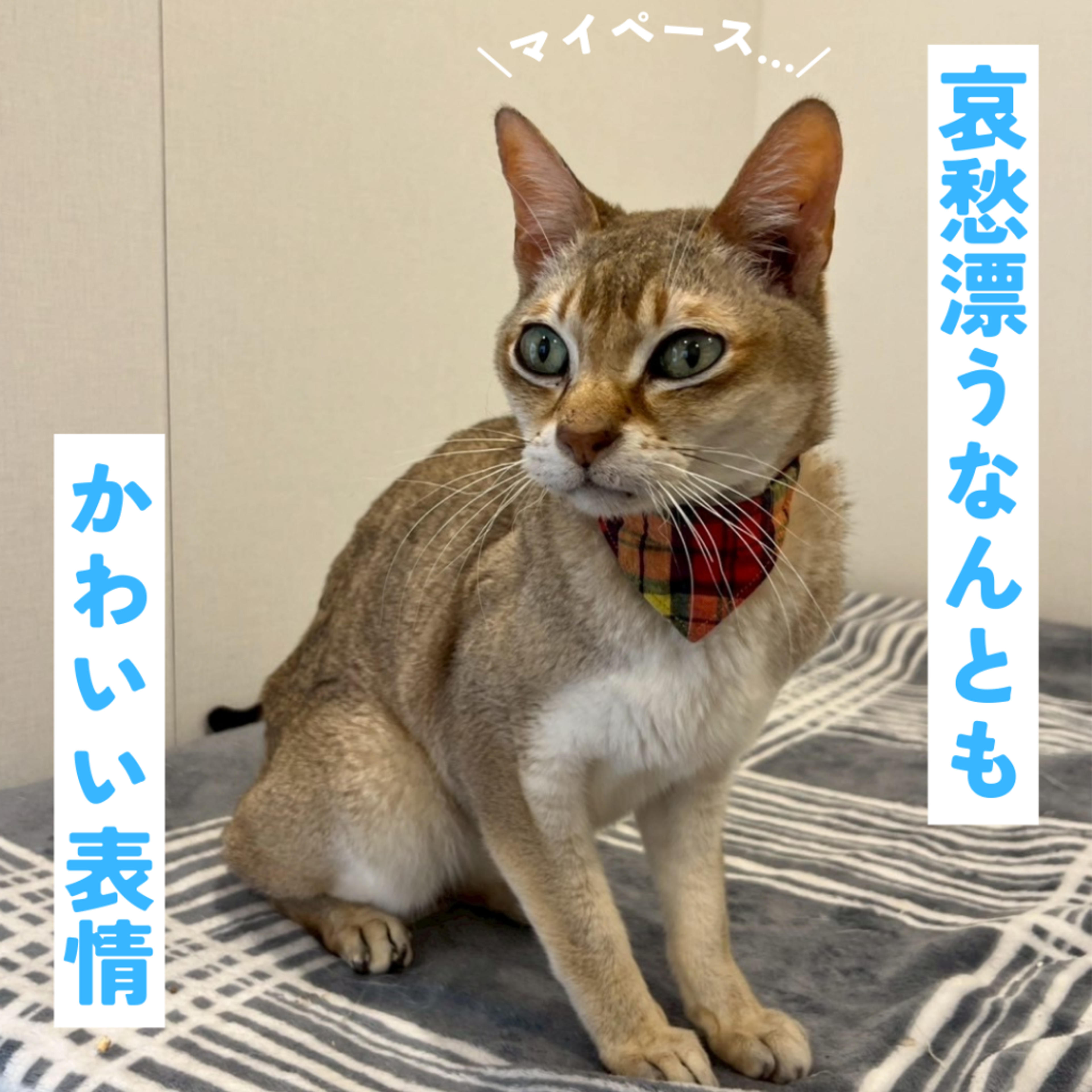 pet-image-5