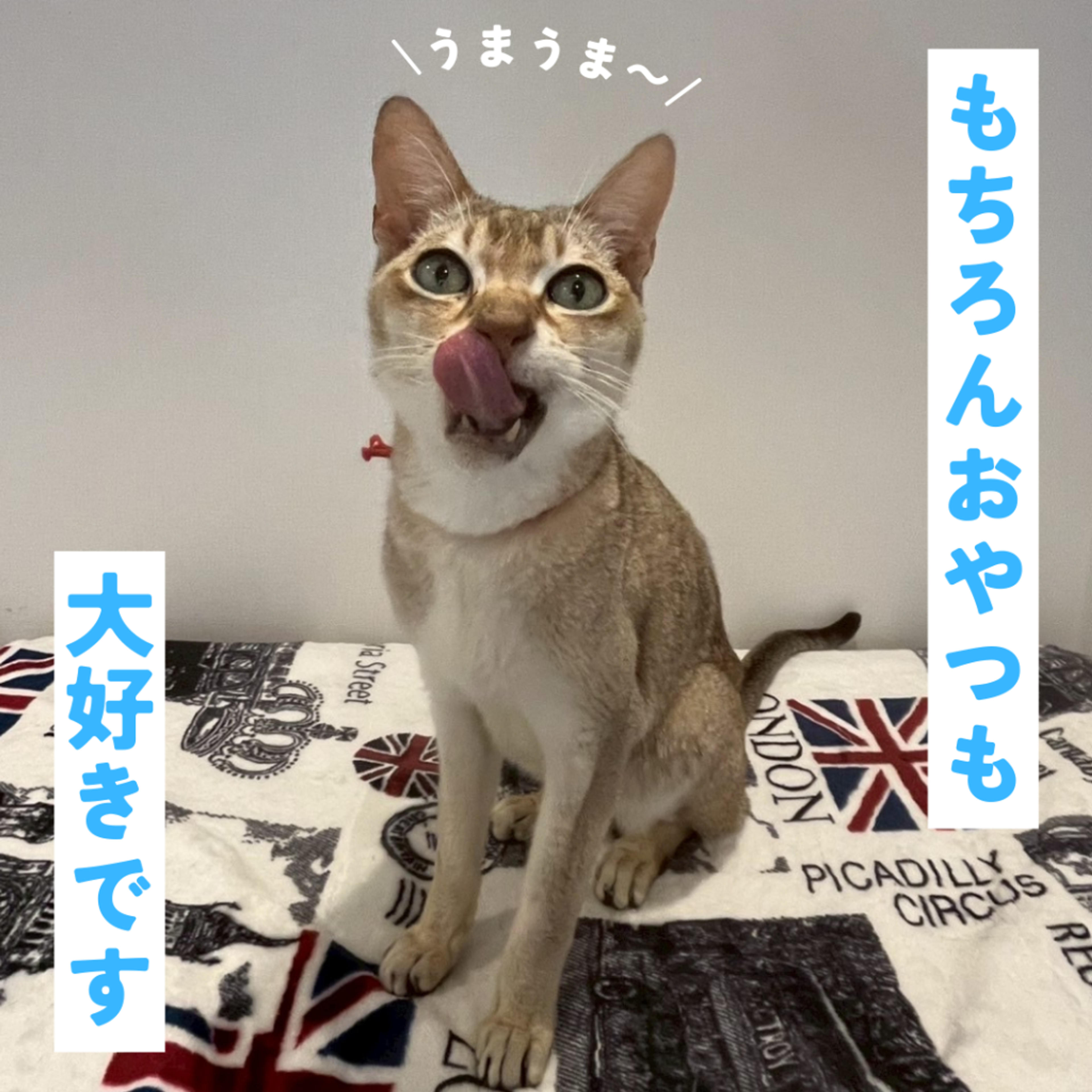 pet-image-4