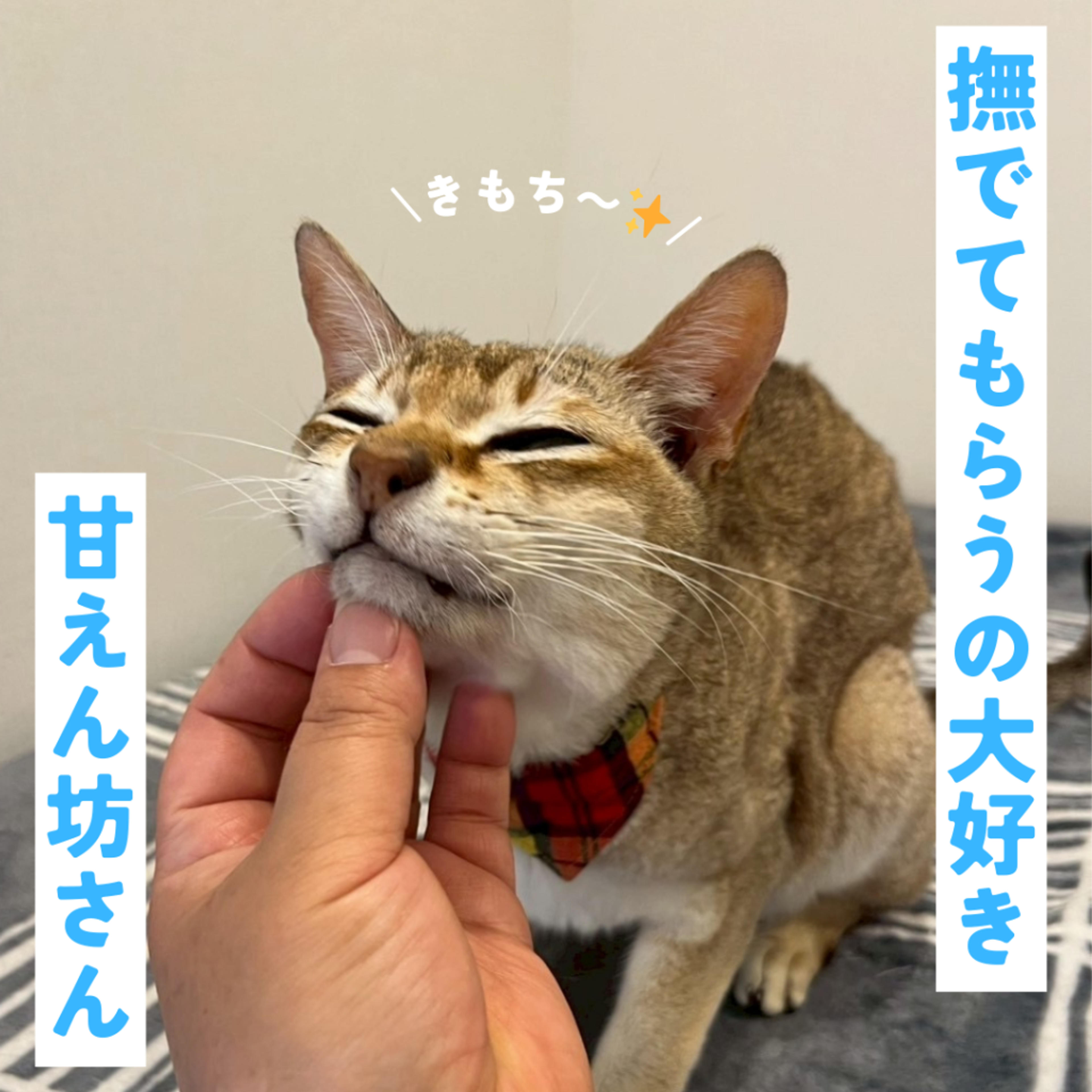 pet-image-3