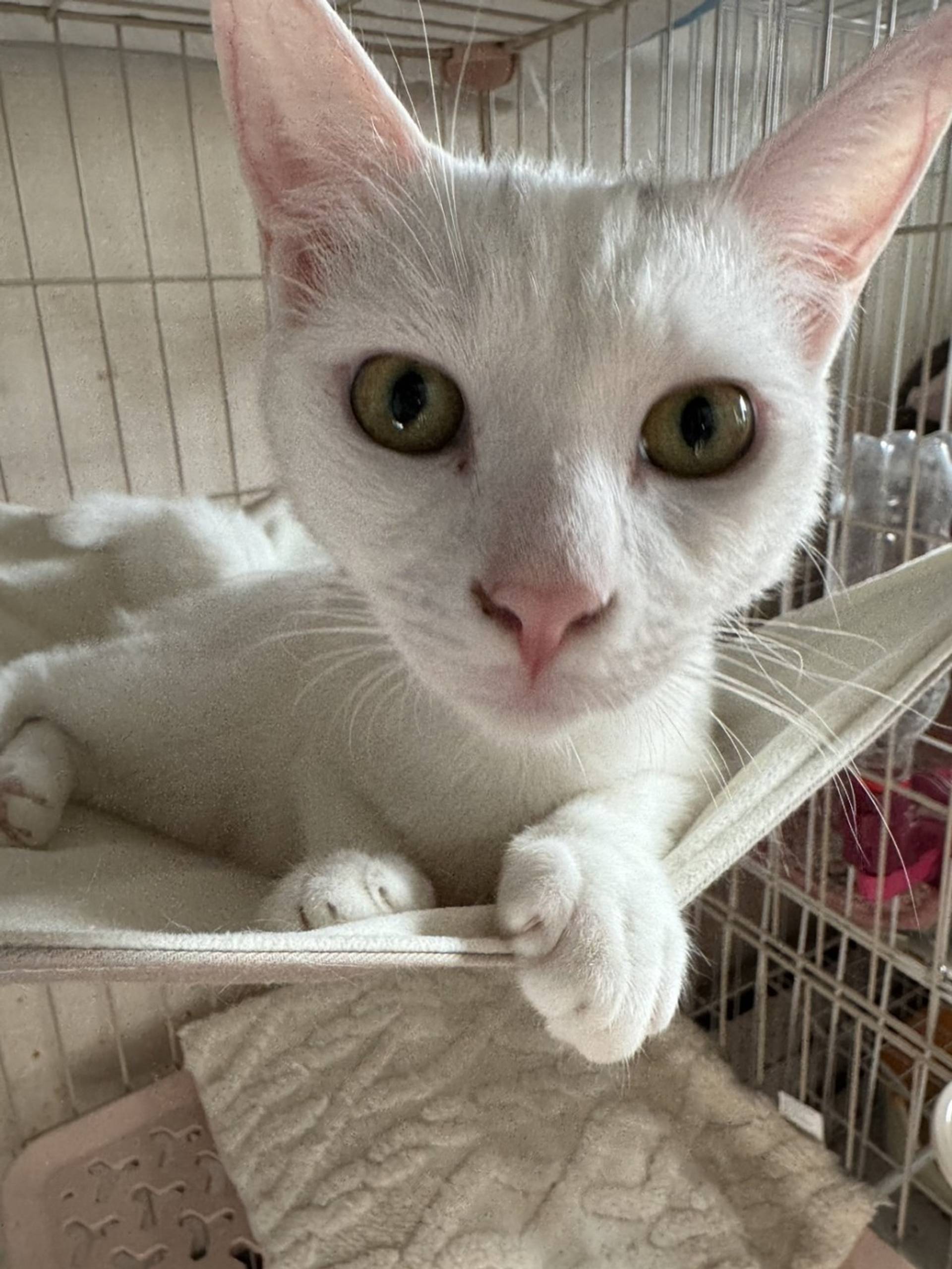 雑種（ミックス猫）・メスの里親募集の写真