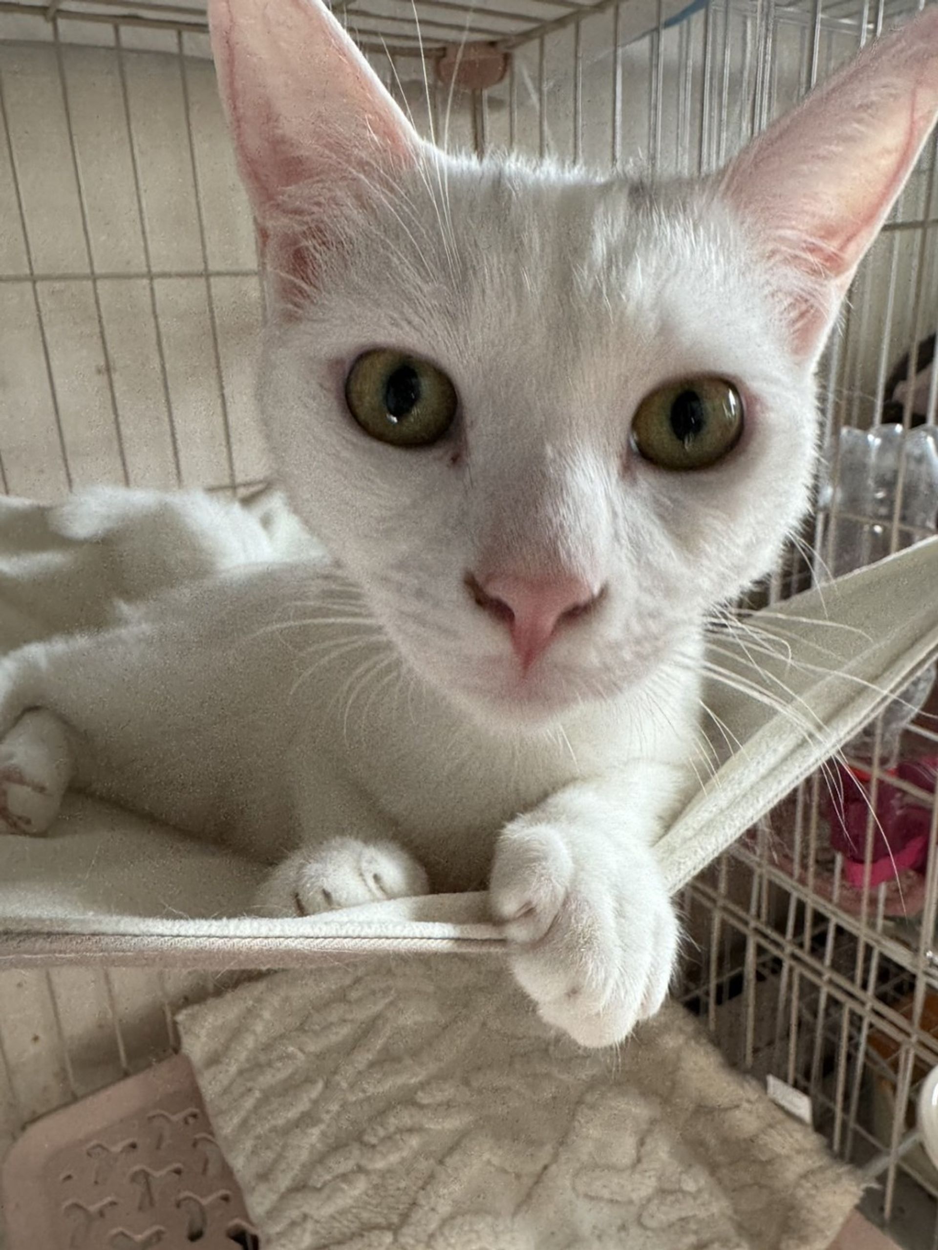 雑種（ミックス猫）・メスの里親募集の写真