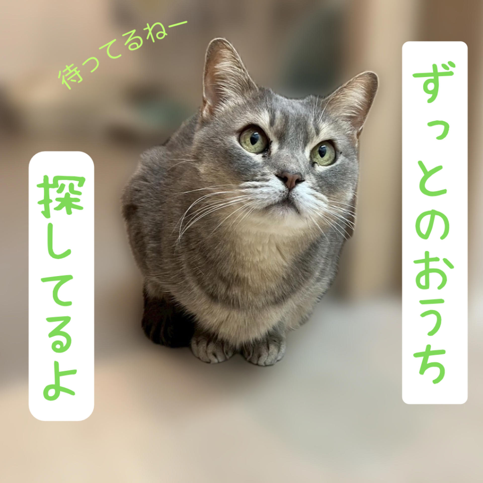 pet-image-2