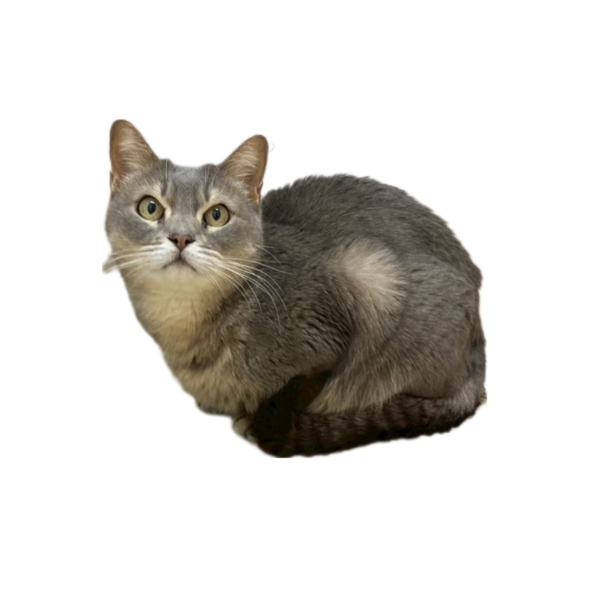 雑種（ミックス猫）・オスの里親募集の写真