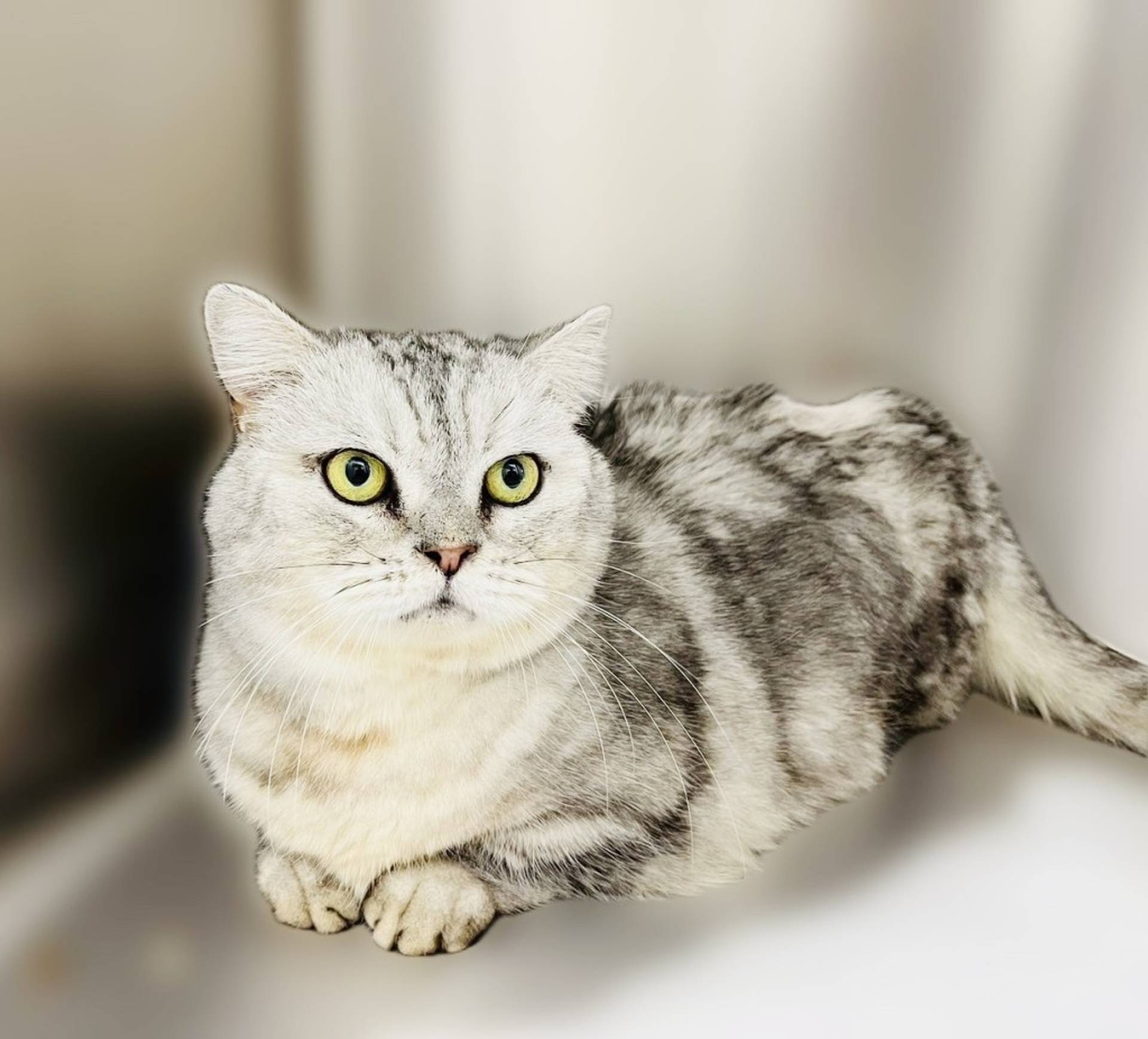 マンチカン・オスの里親募集の写真
