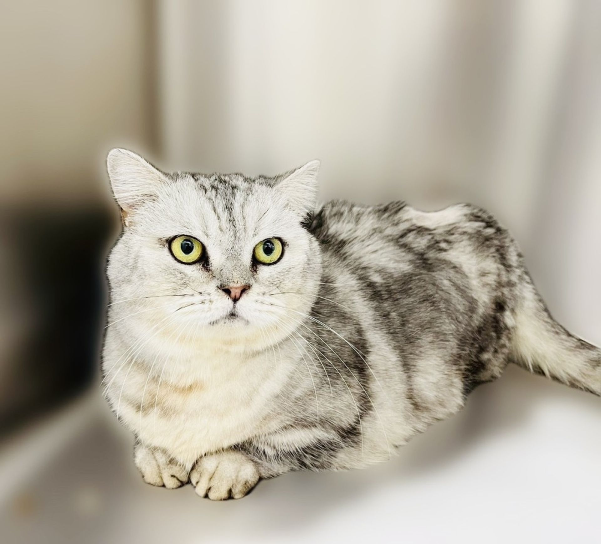 マンチカン・オスの里親募集の写真