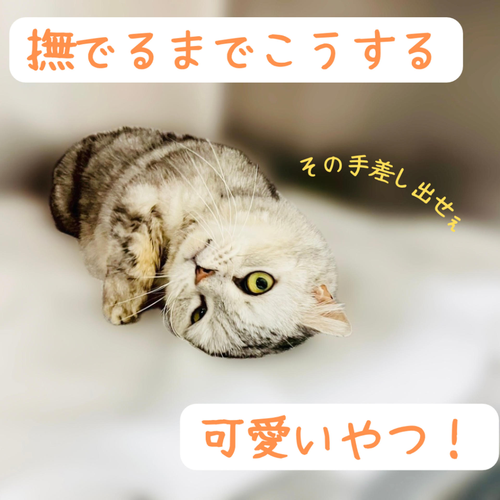pet-image-4