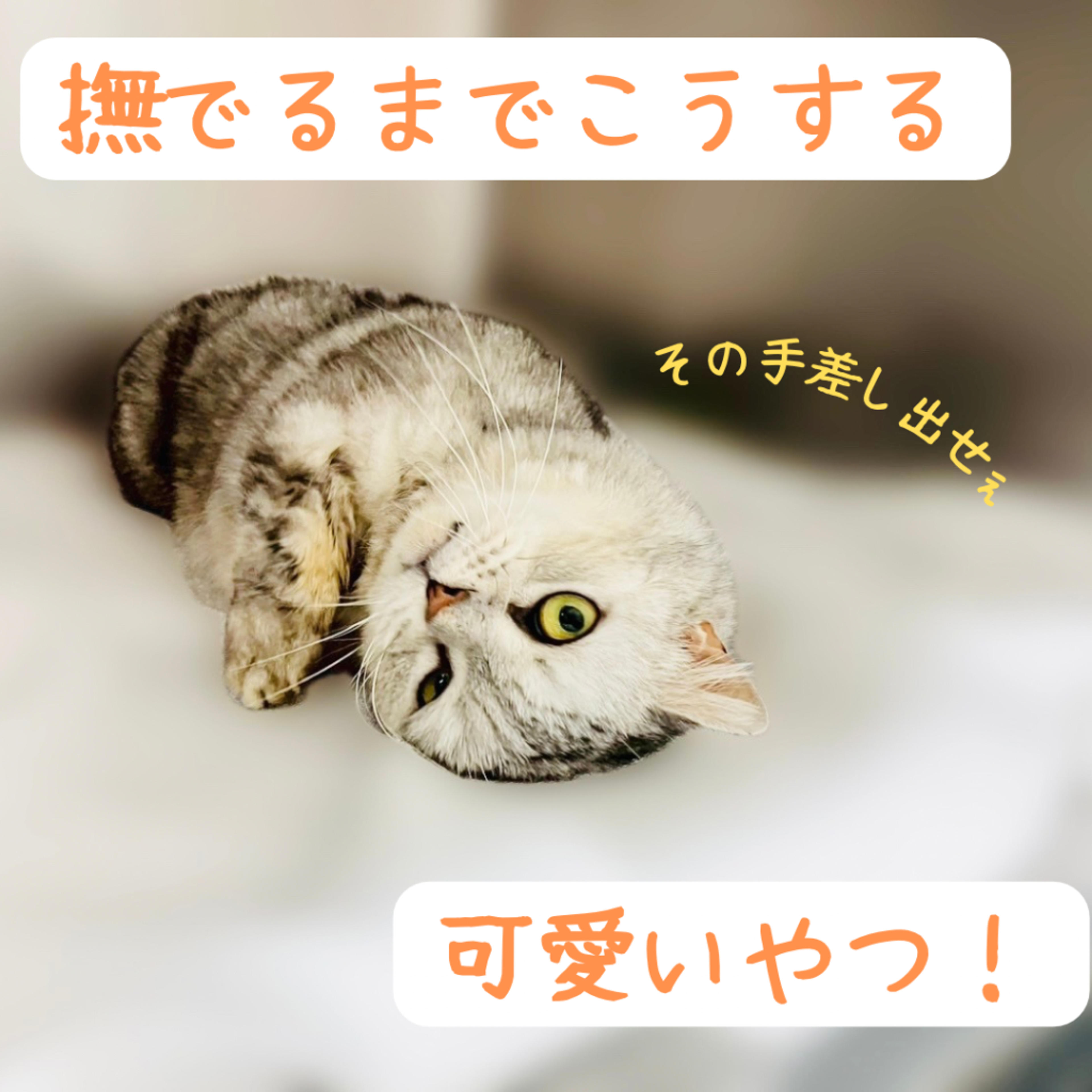 pet-image-4