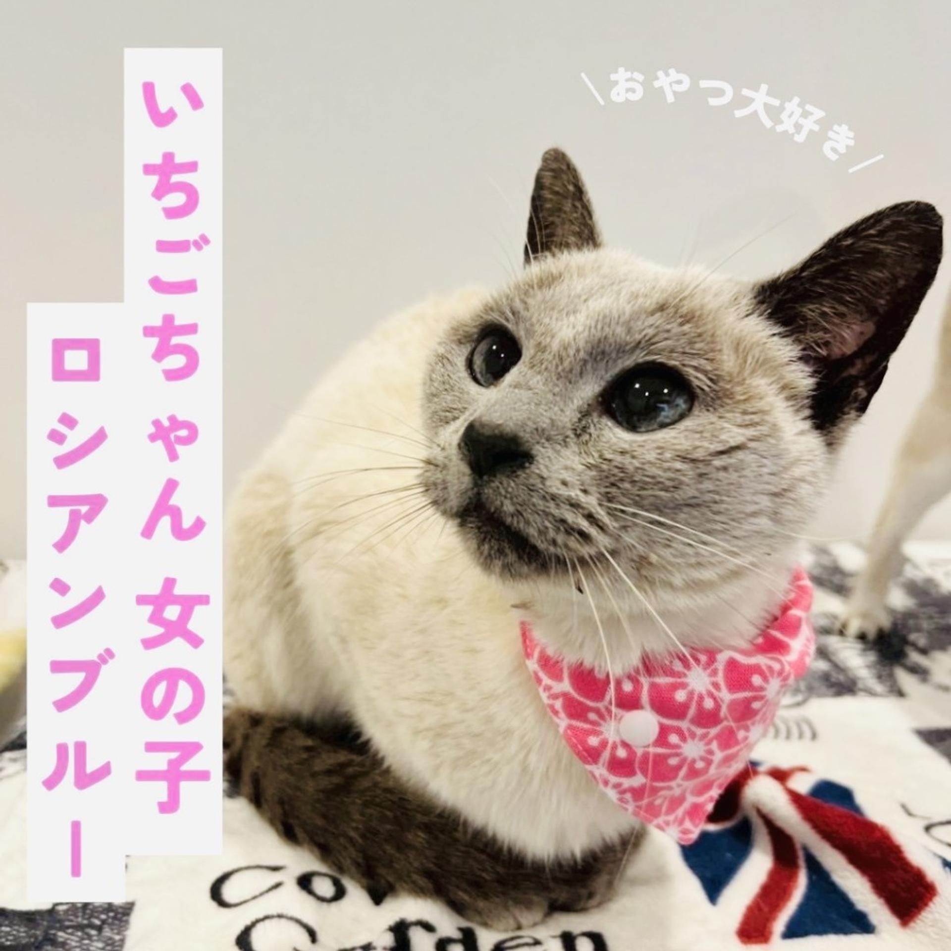 pet-image-4