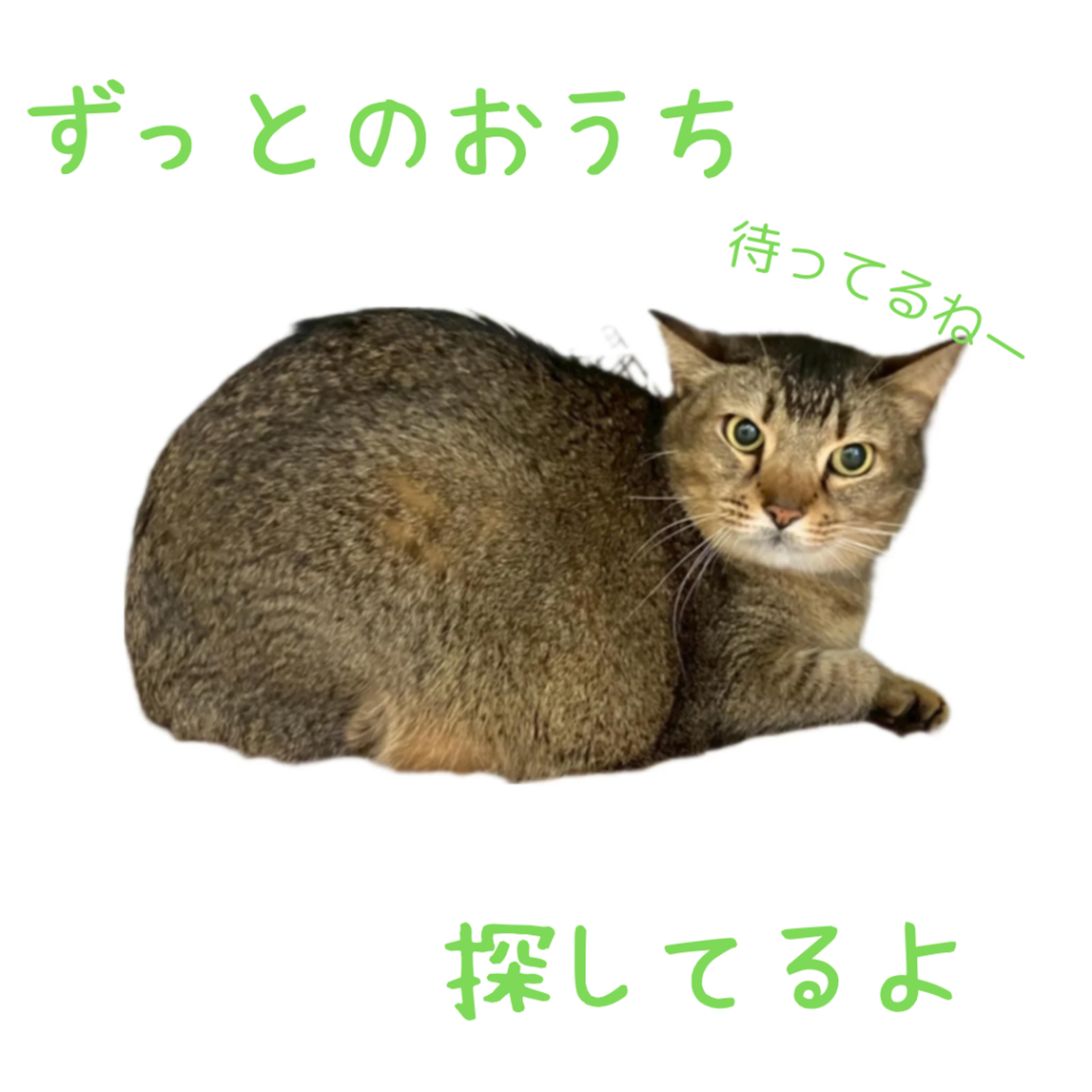pet-image-4