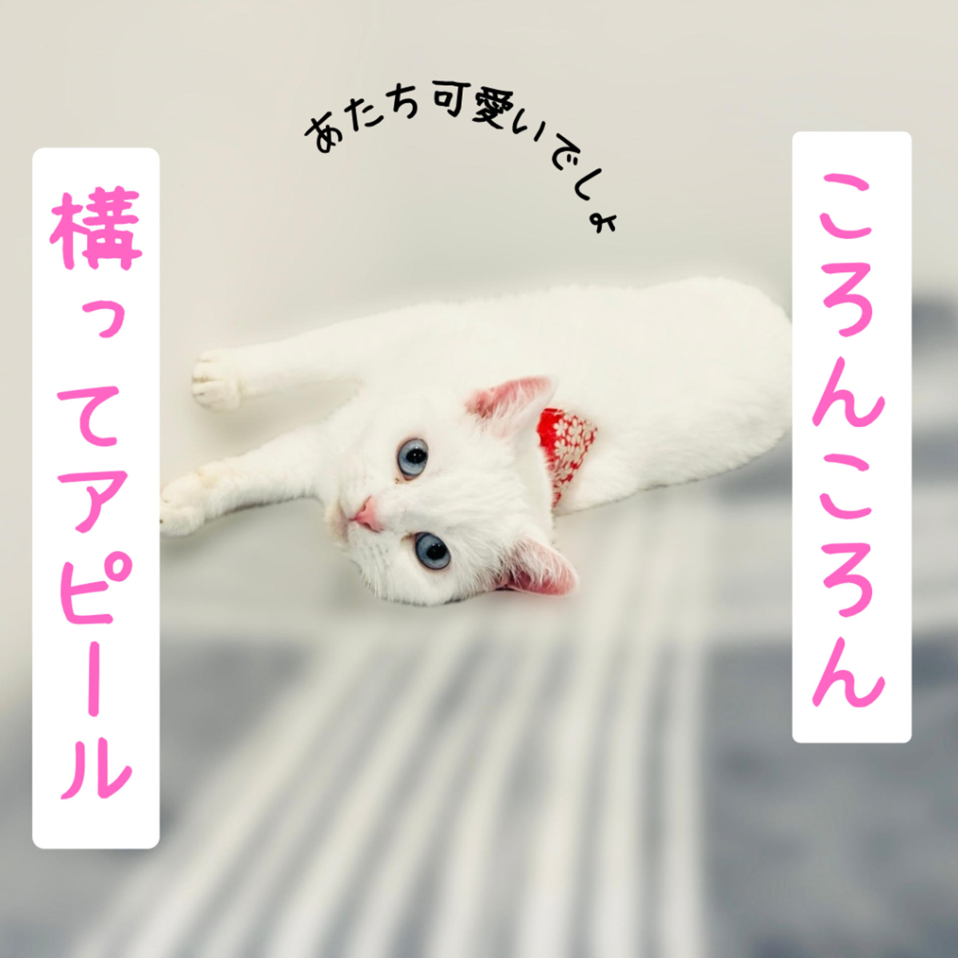 pet-image-3