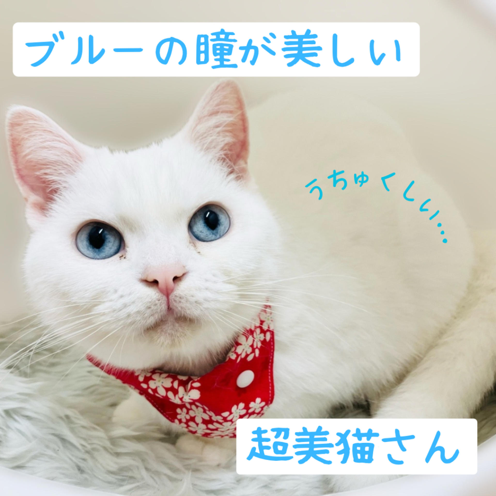 pet-image-5
