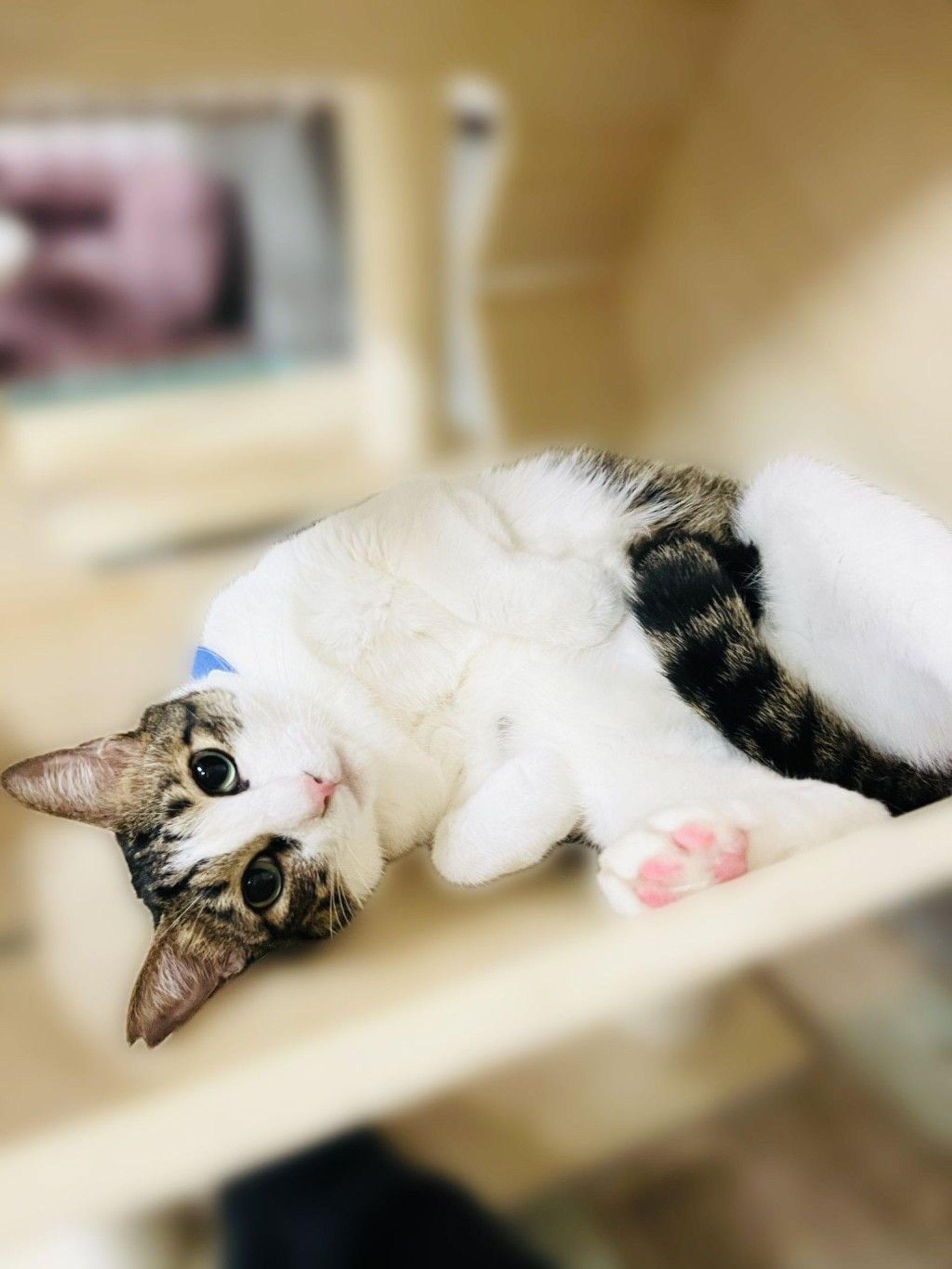 雑種（ミックス猫）・オスの里親募集の写真