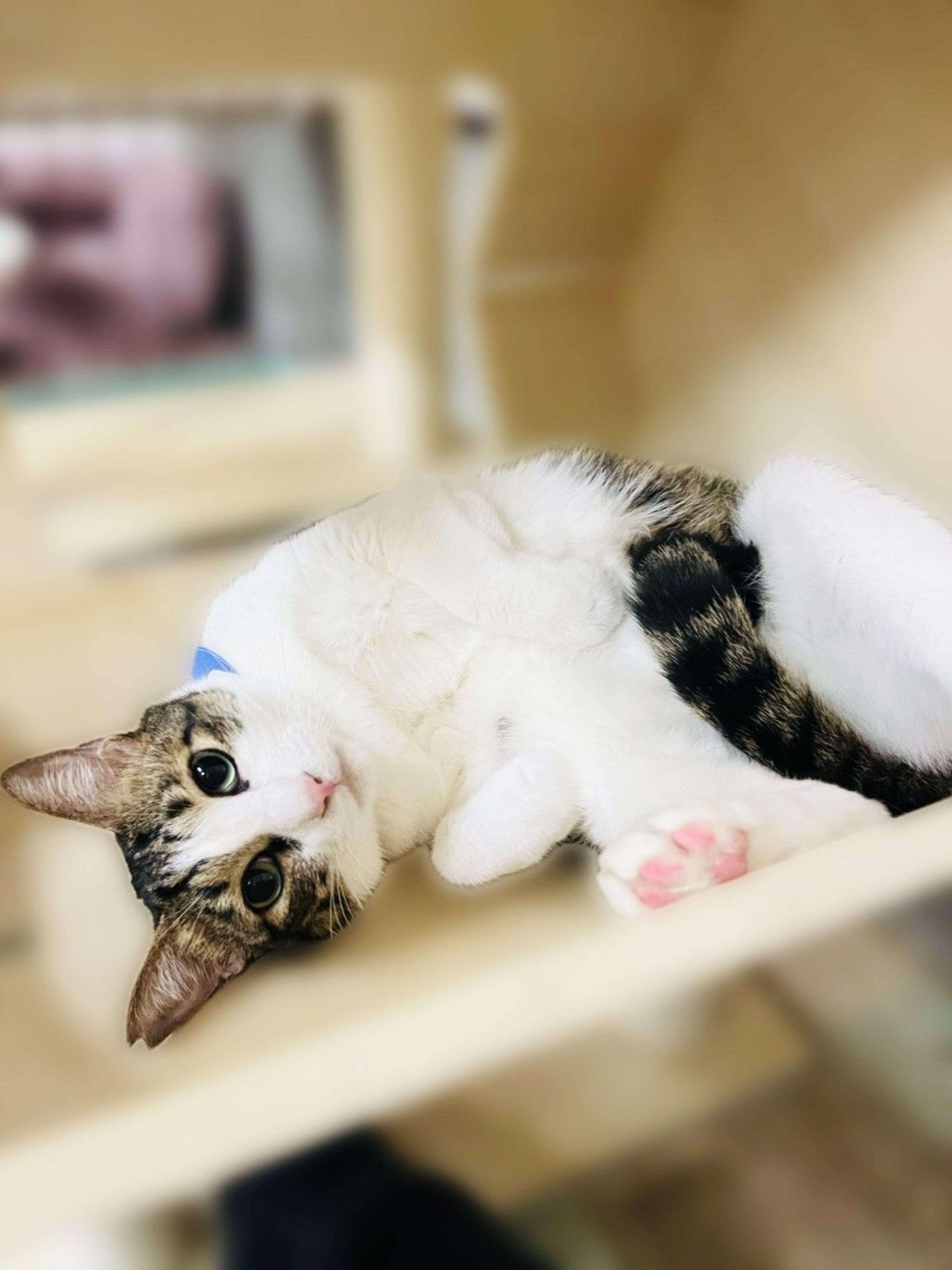 雑種（ミックス猫）・オスの里親募集の写真