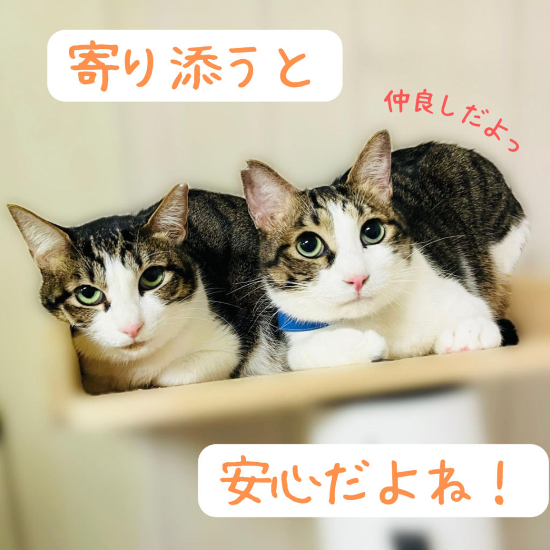 pet-image-6