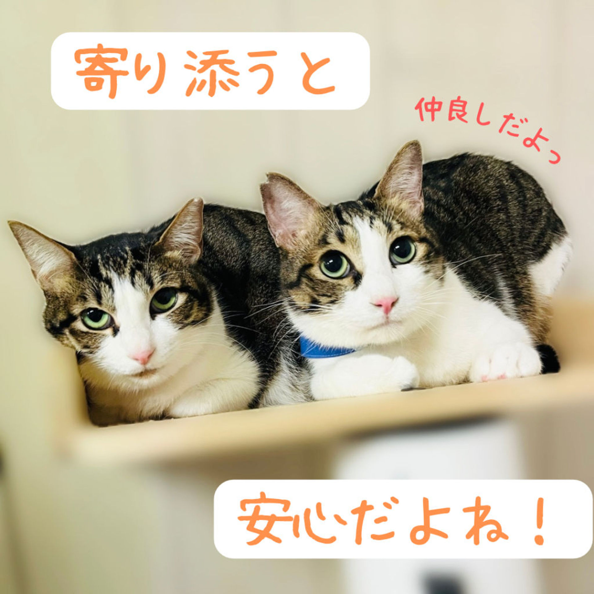 thumbnail-6