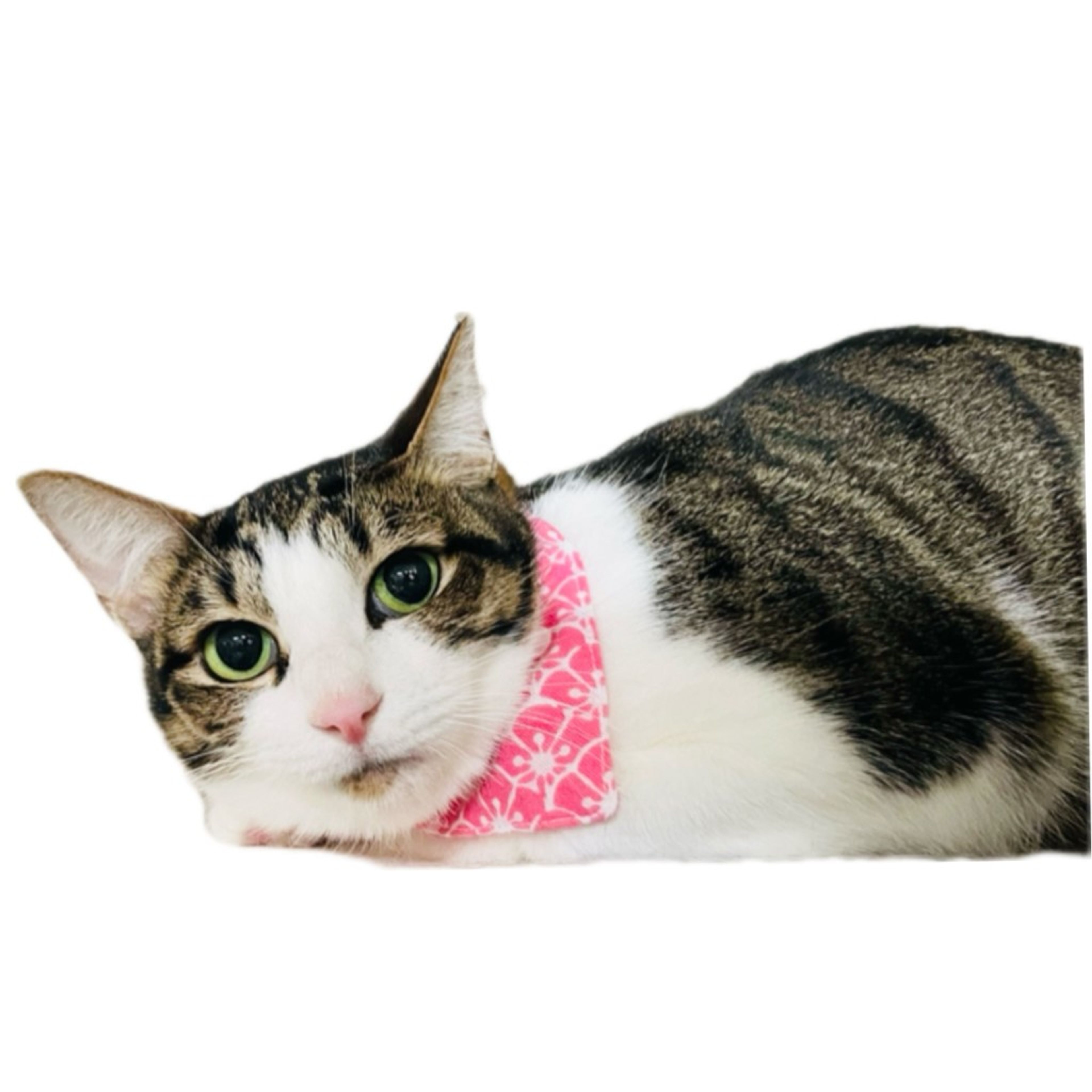 雑種（ミックス猫）・メスの里親募集の写真