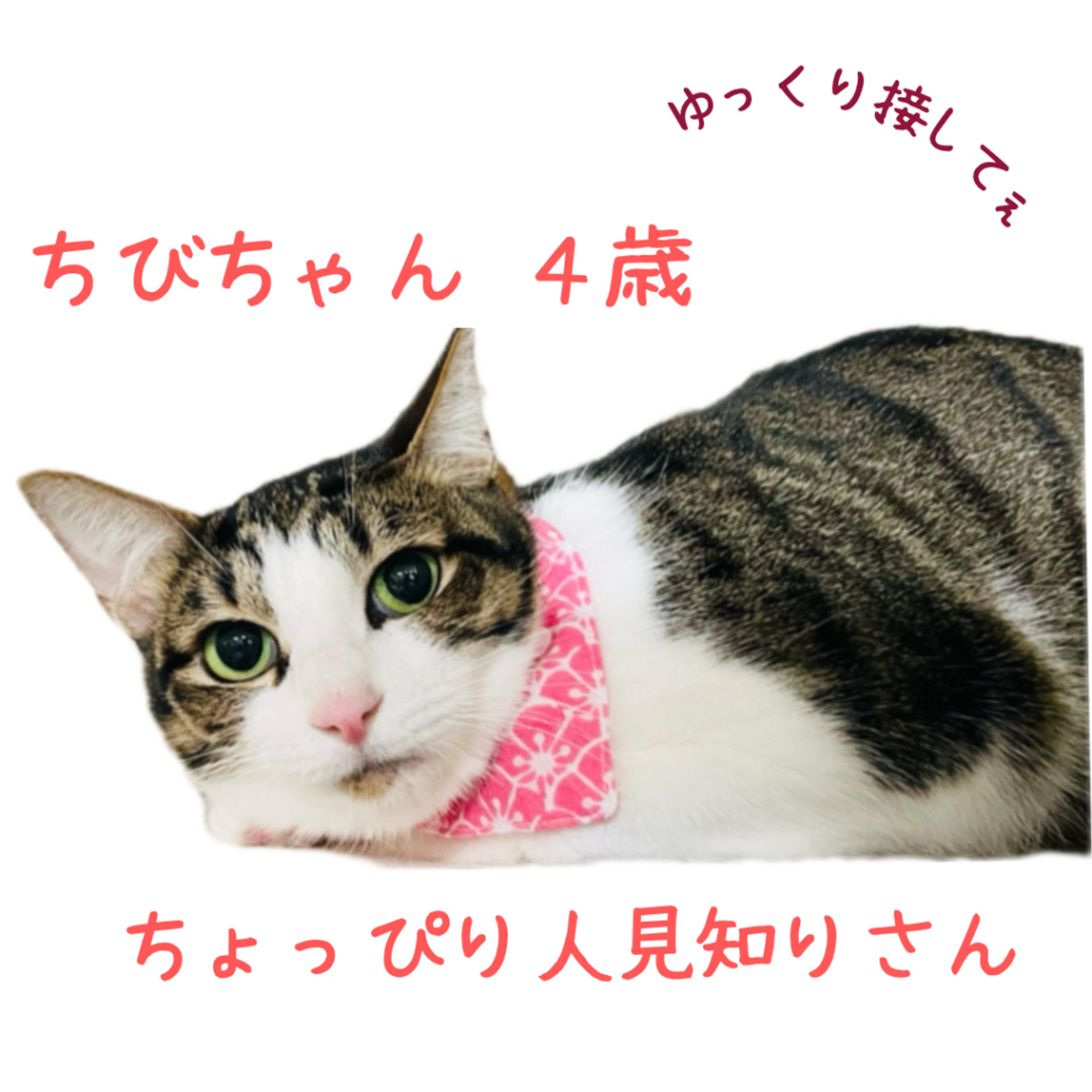 pet-image-5