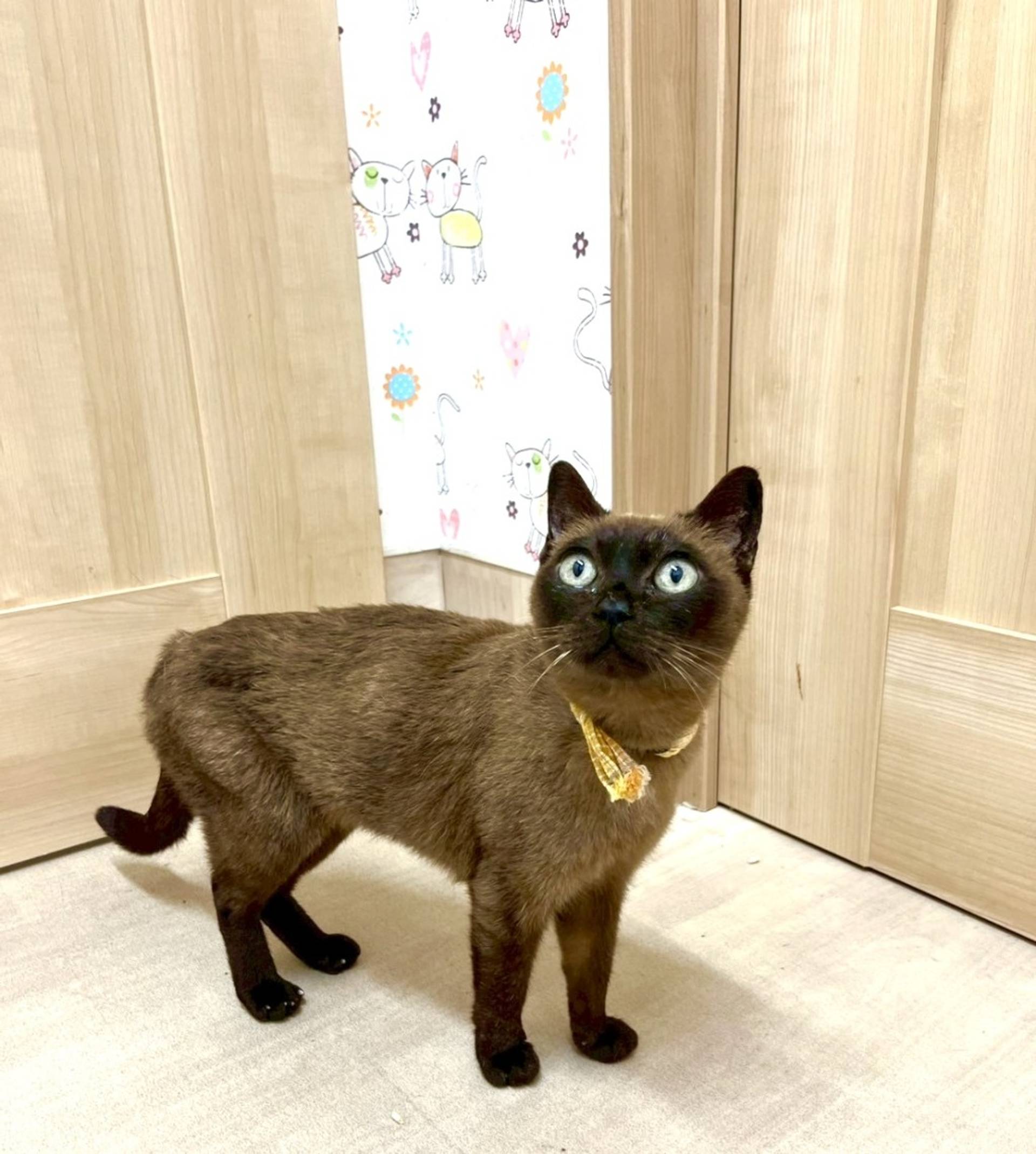 トンキニーズ・メスの里親募集の写真