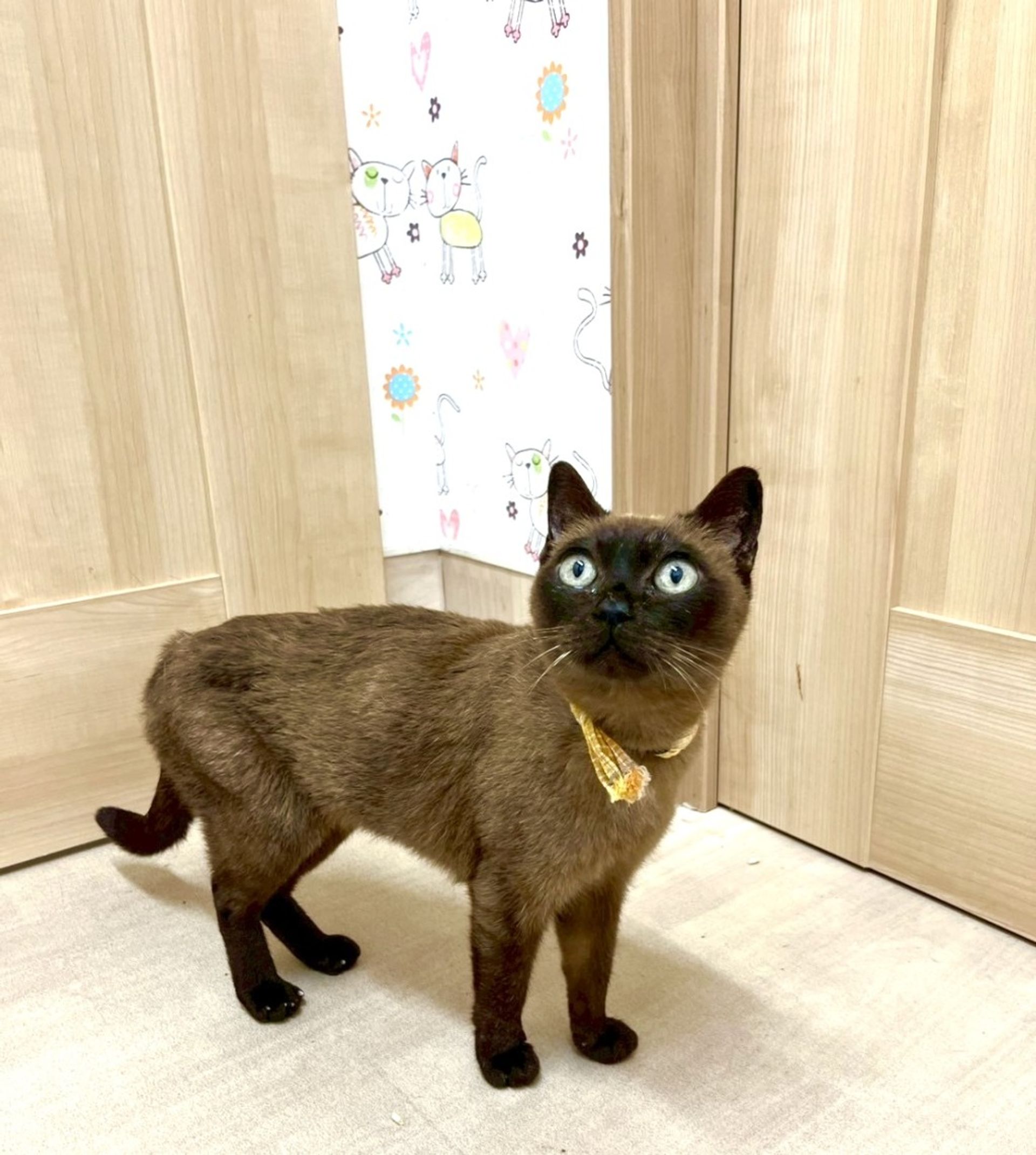 トンキニーズ・メスの里親募集の写真