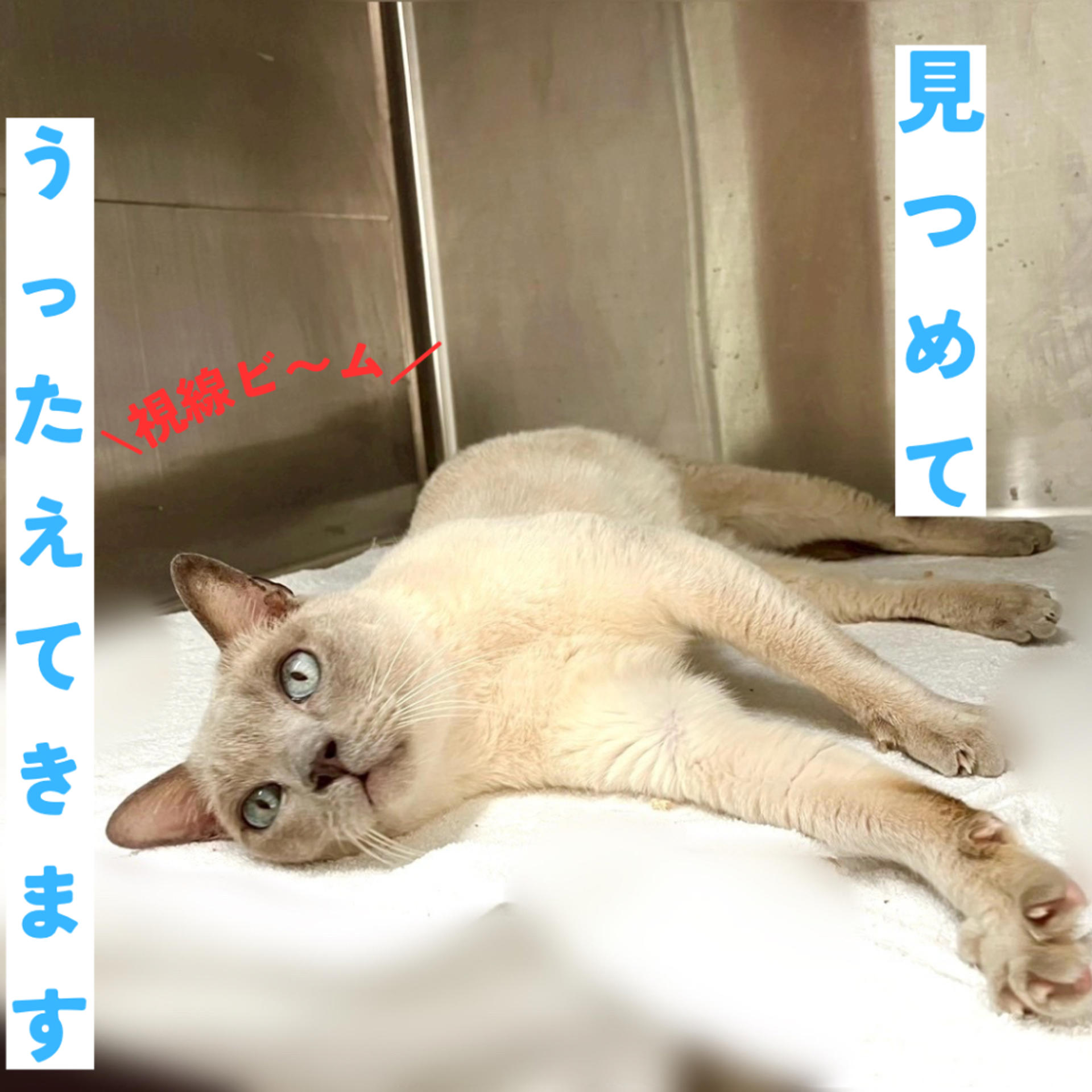 pet-image-5