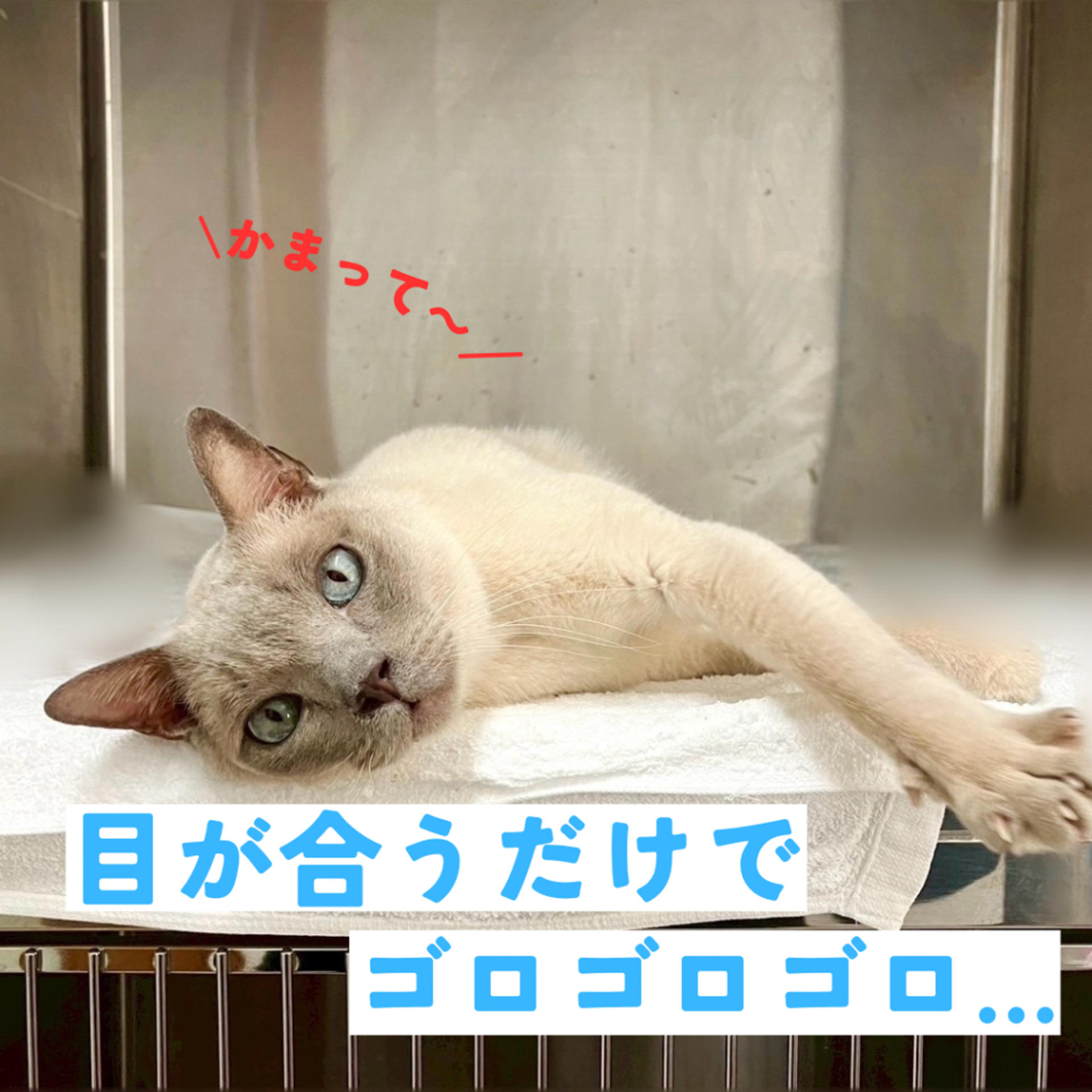 pet-image-4