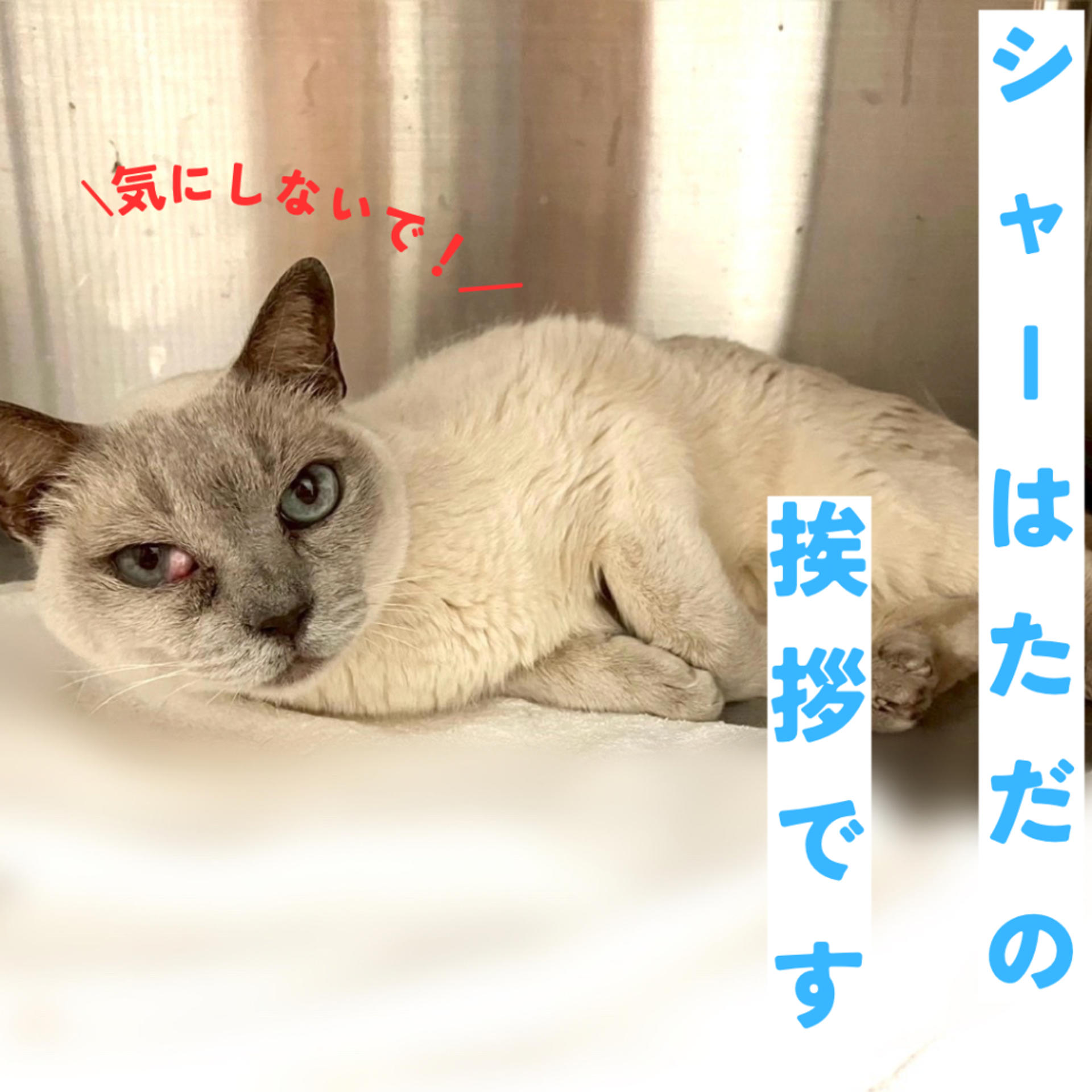 pet-image-4