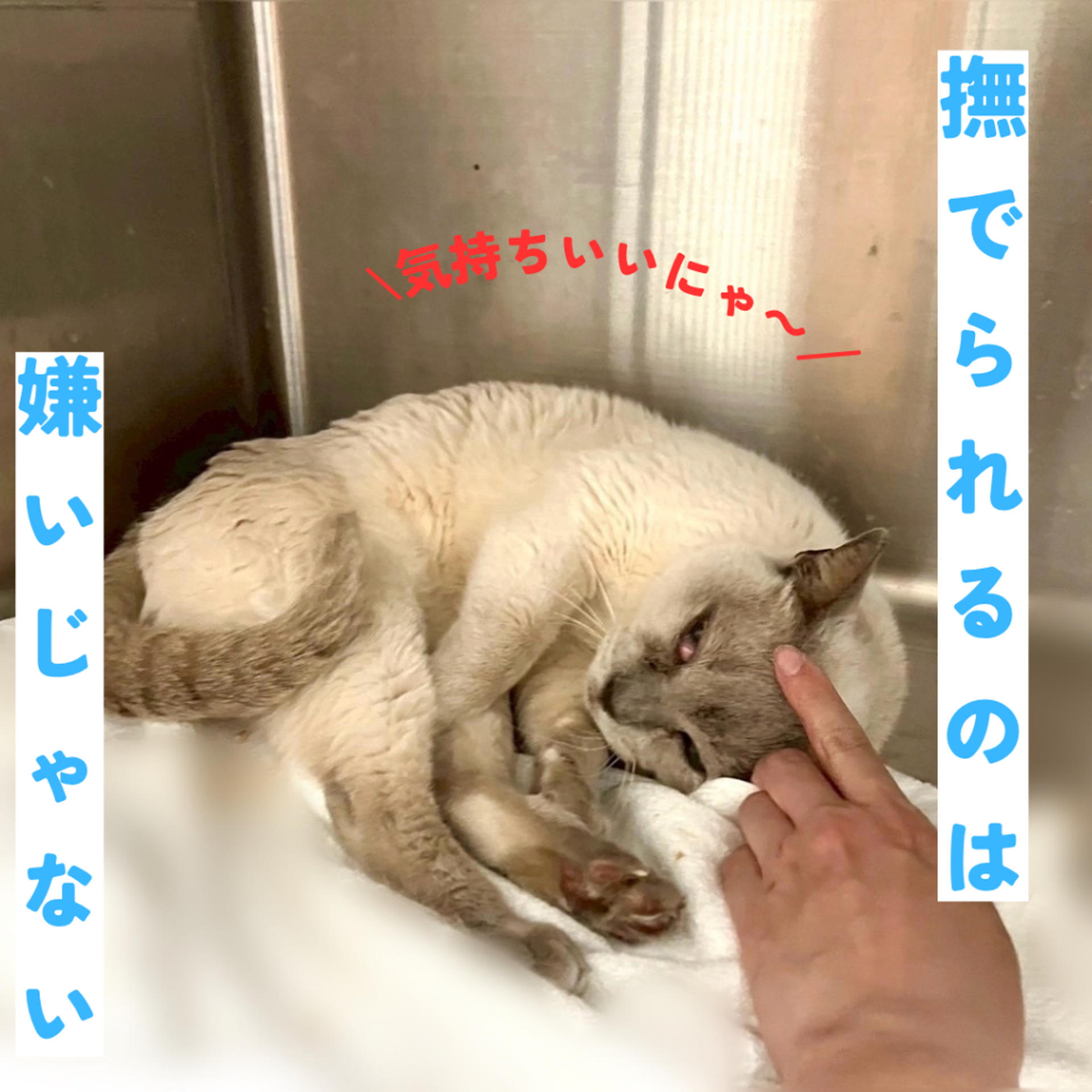pet-image-5