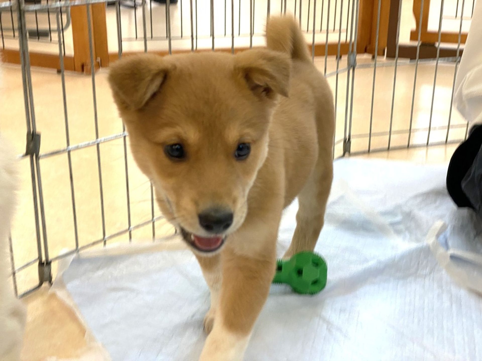 雑種（ミックス犬）・メスの里親募集の写真