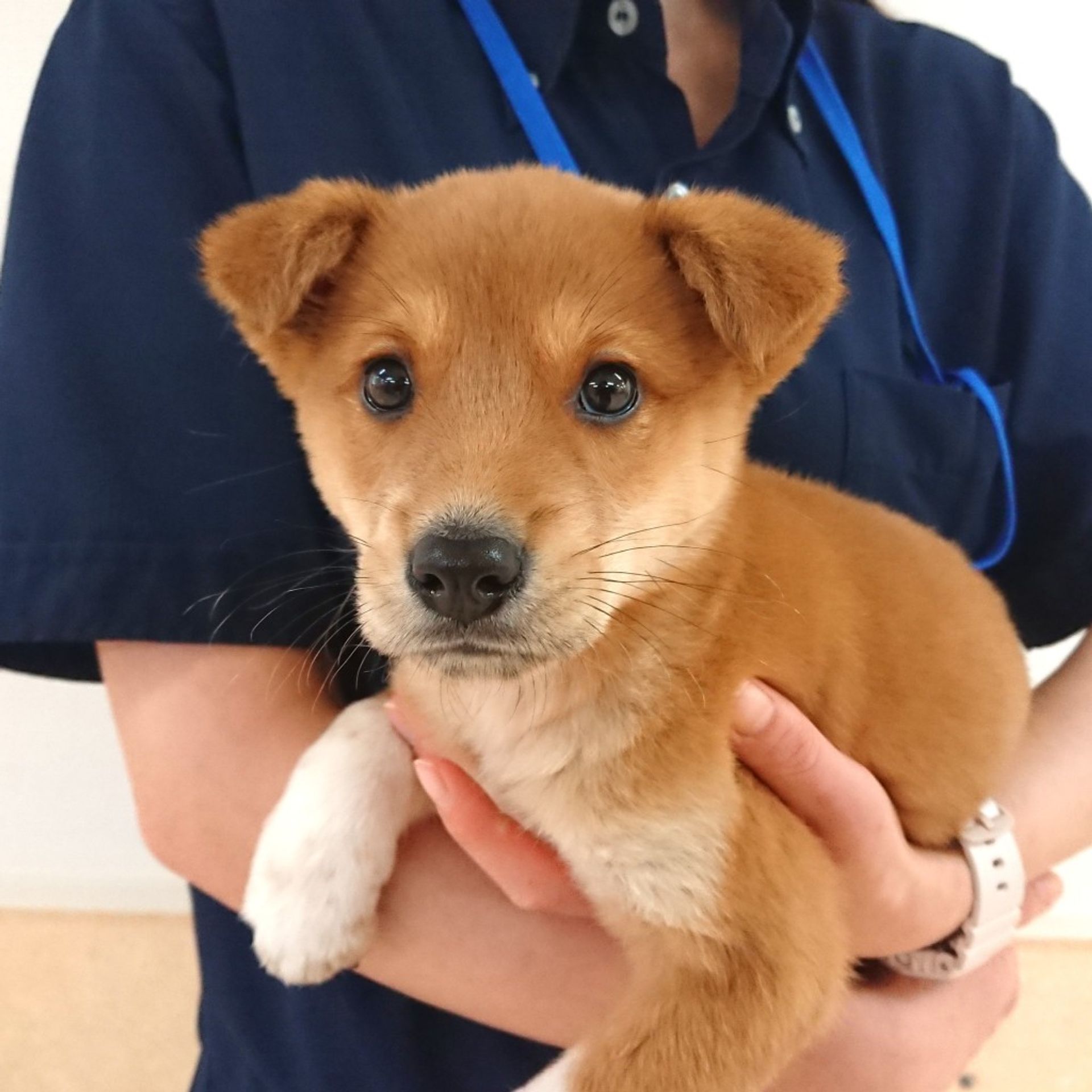 雑種（ミックス犬）・メスの里親募集の写真