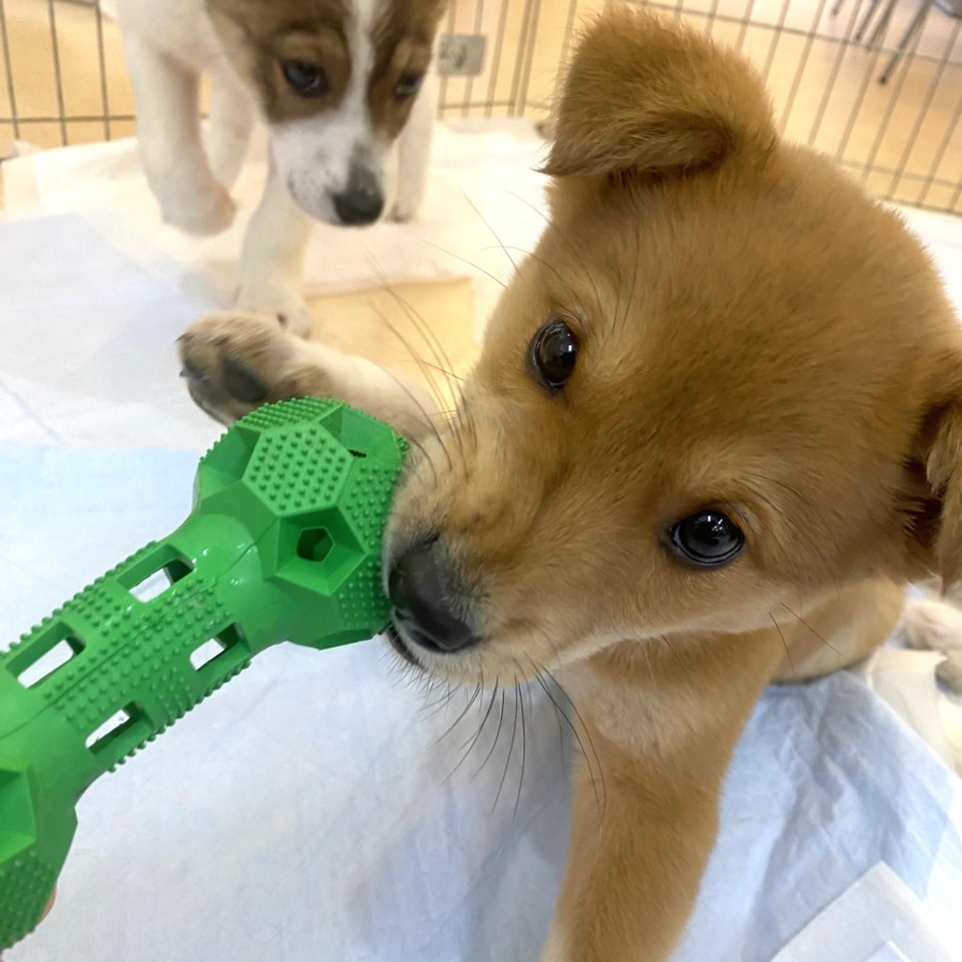 pet-image-3