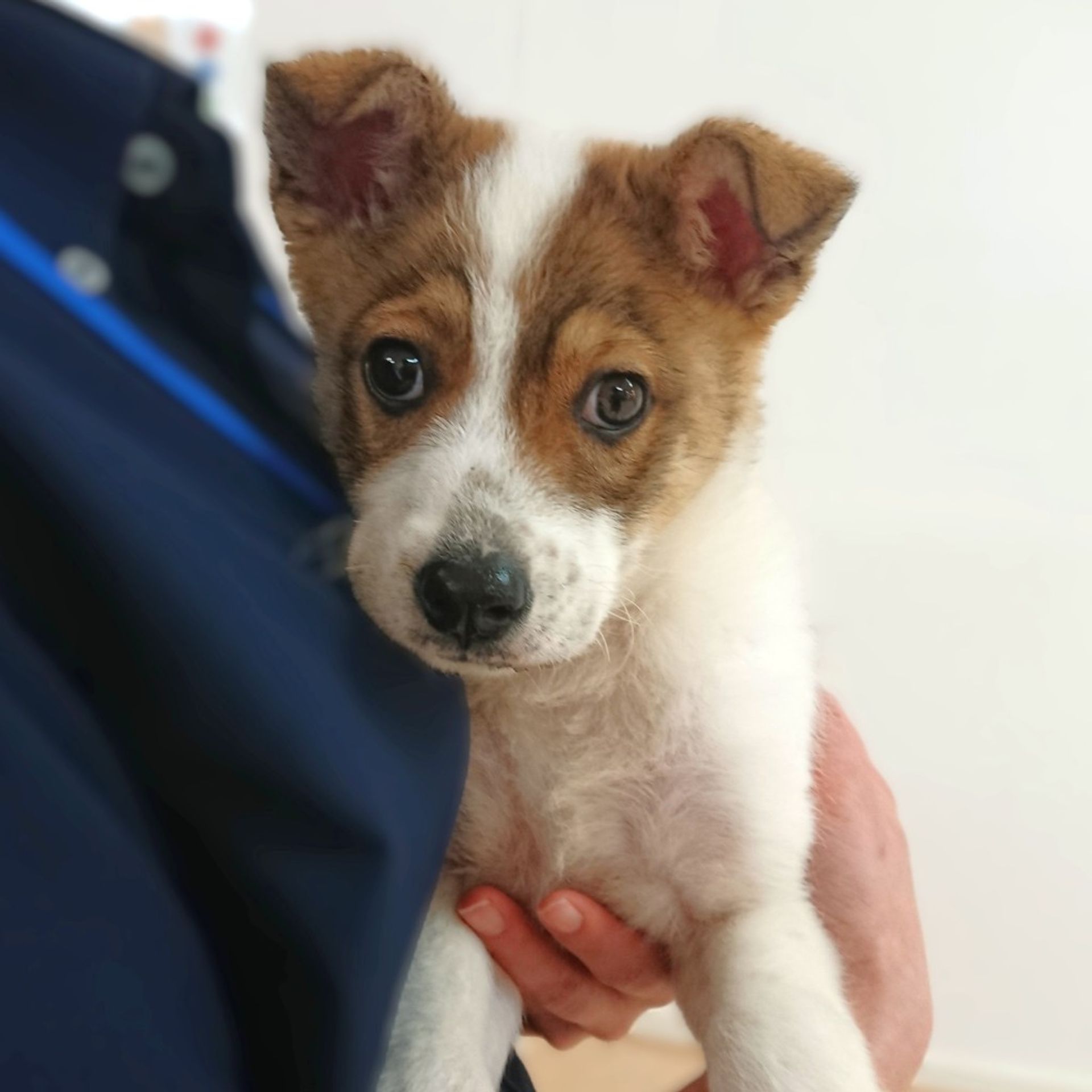 雑種（ミックス犬）・オスの里親募集の写真