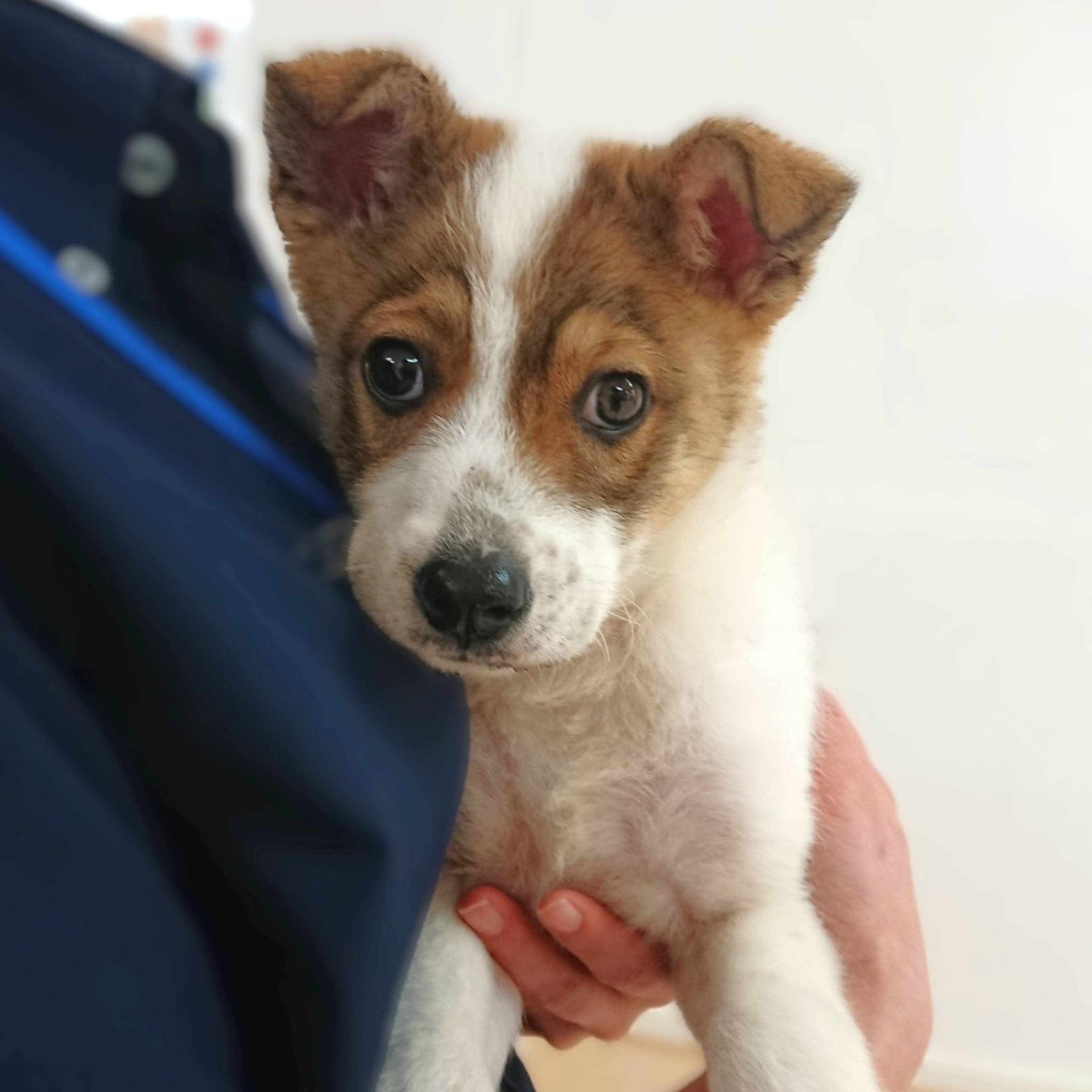 雑種（ミックス犬）・オスの里親募集の写真
