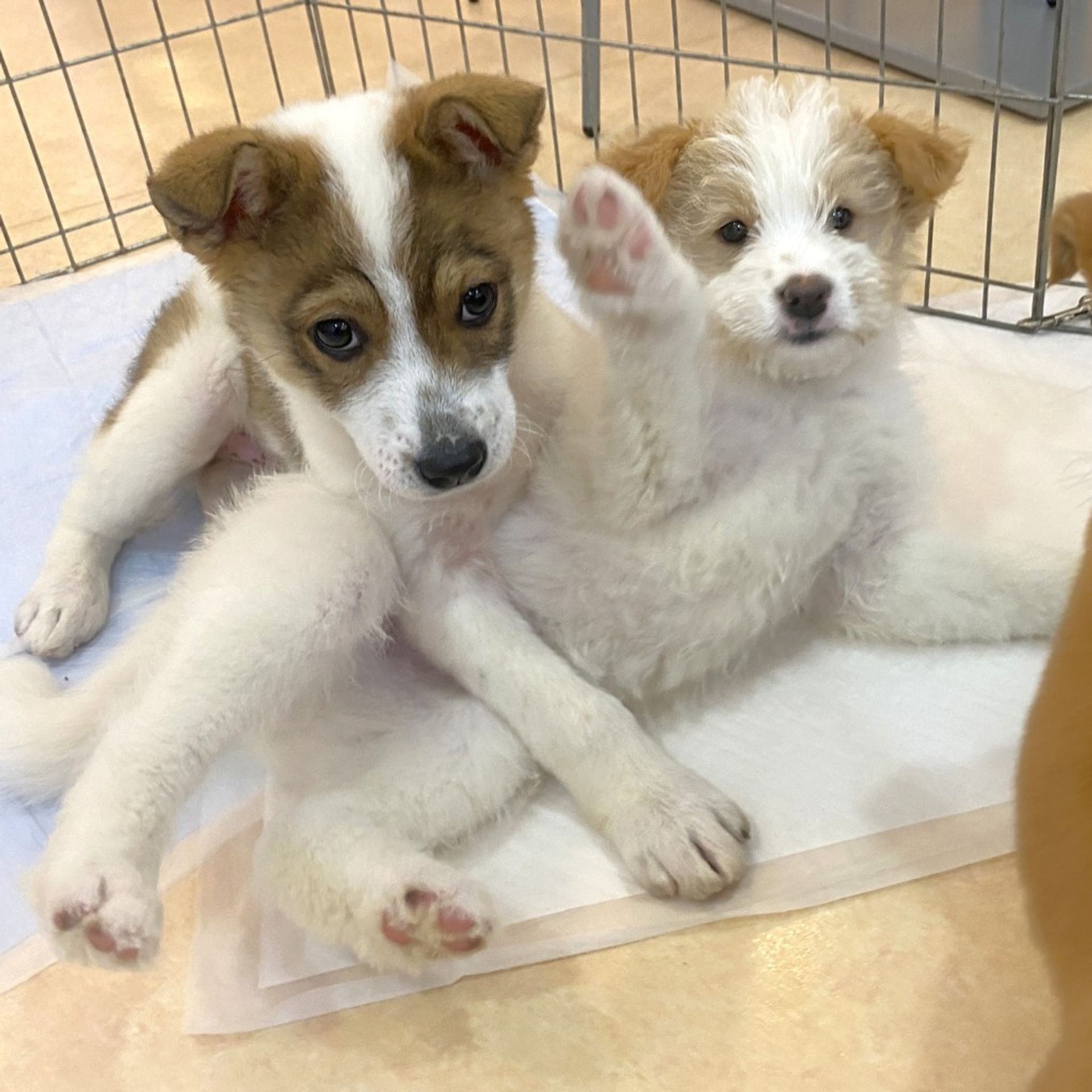 雑種（ミックス犬）・オスの里親募集の写真