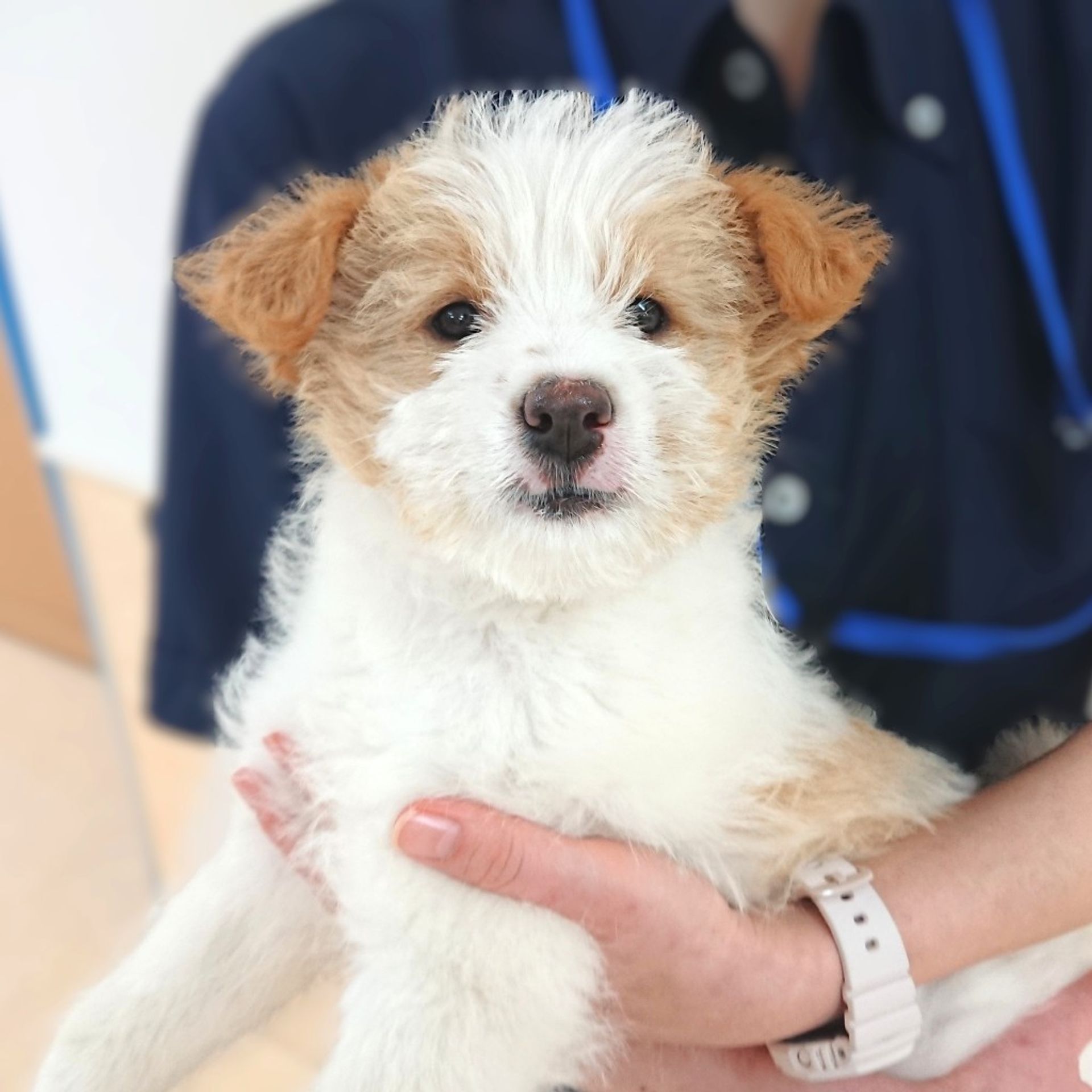 雑種（ミックス犬）・オスの里親募集の写真