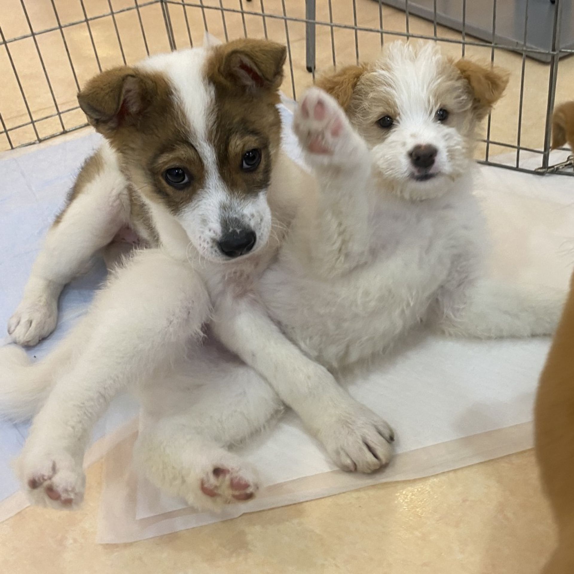 雑種（ミックス犬）・オスの里親募集の写真