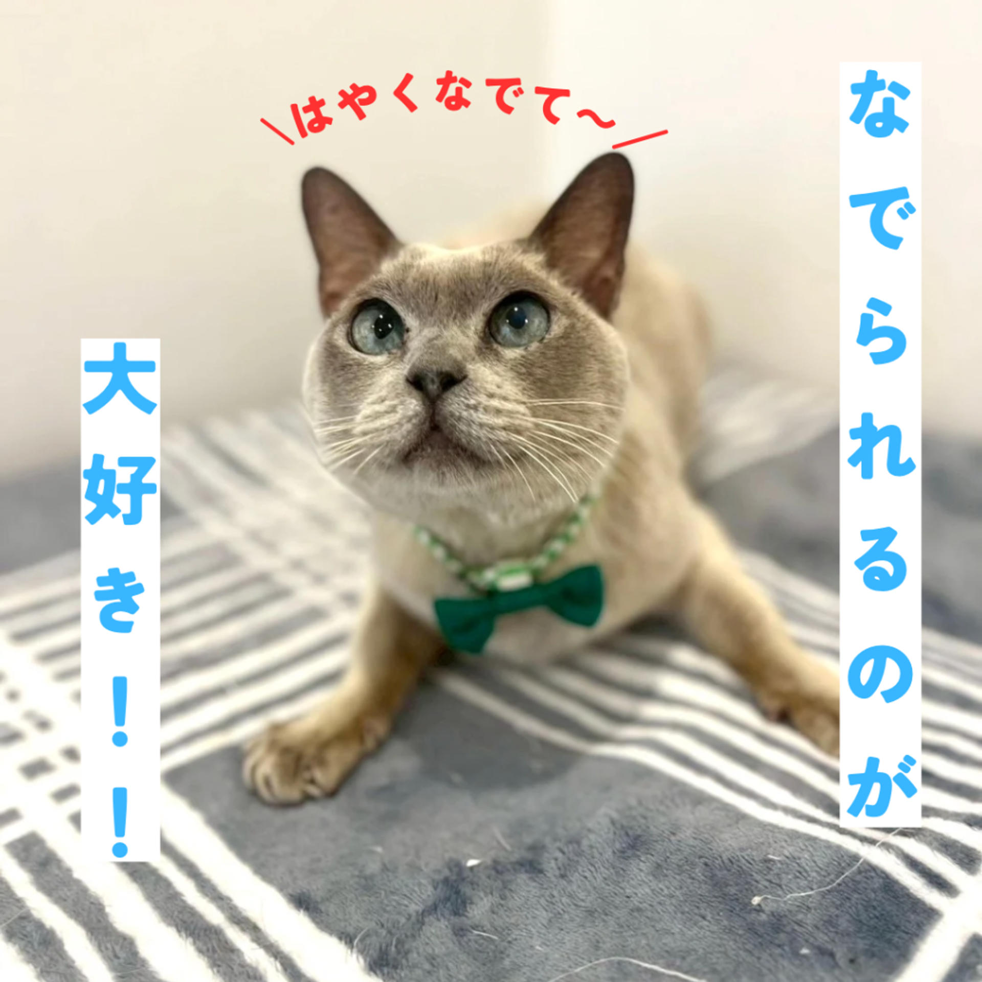 pet-image-5