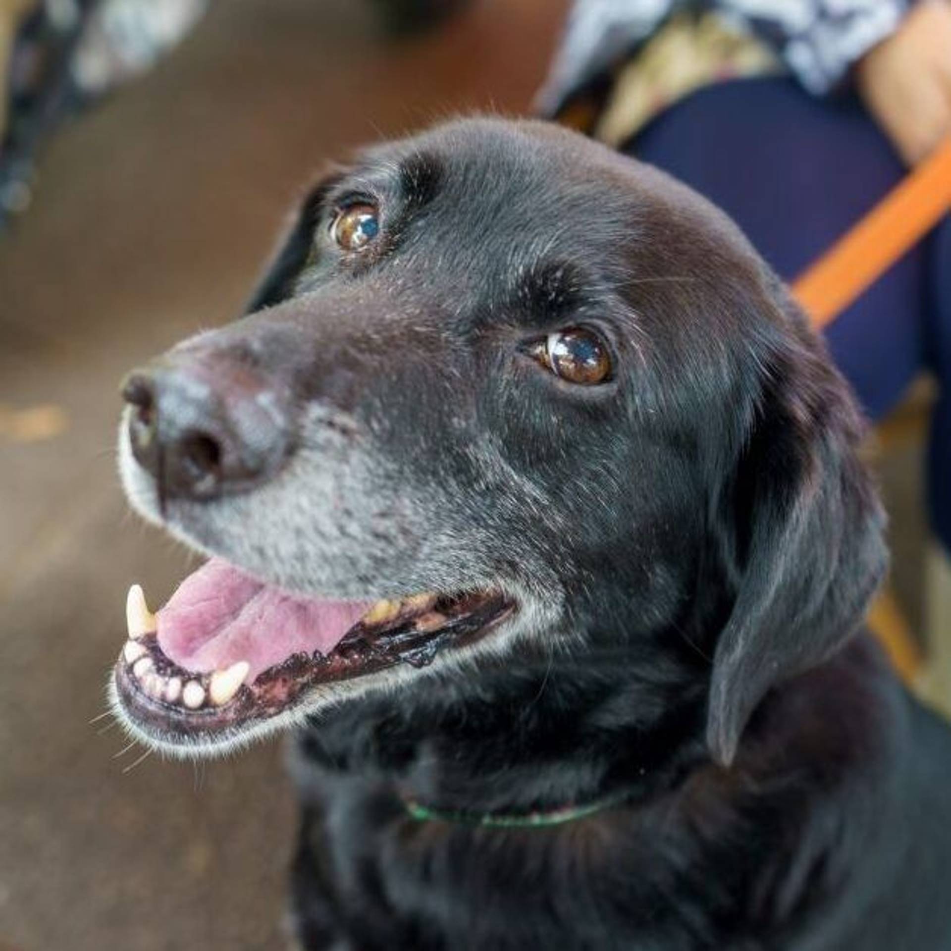 雑種（ミックス犬）・メスの里親募集の写真