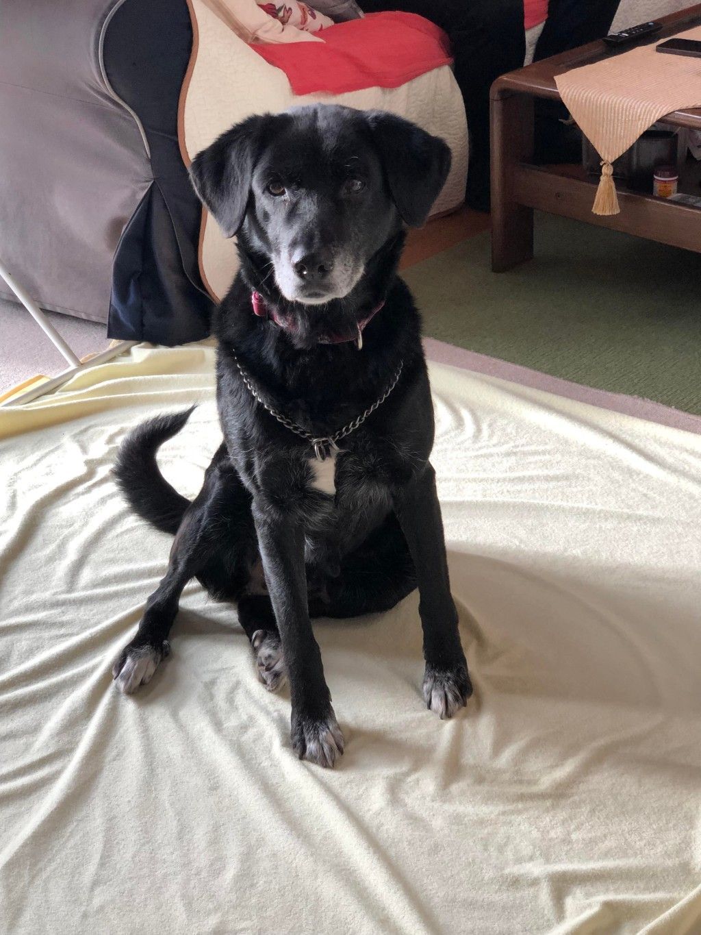 穏やかで落ち着いたラブ風のミックス | 雑種（ミックス犬